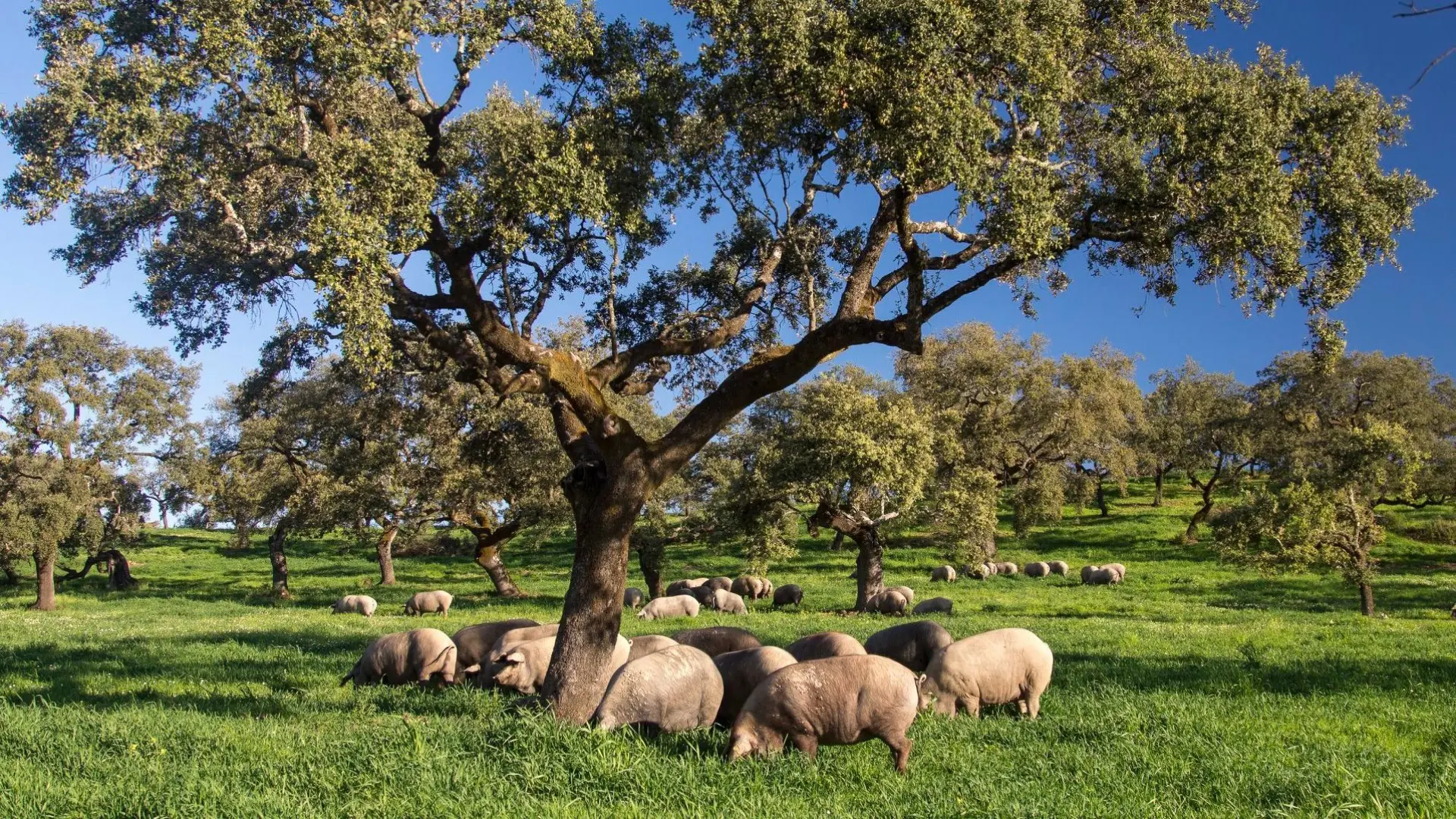 Guijuelo quiere expandirse con una Indicación Geográfica para embutidos para 'romper' el mercado