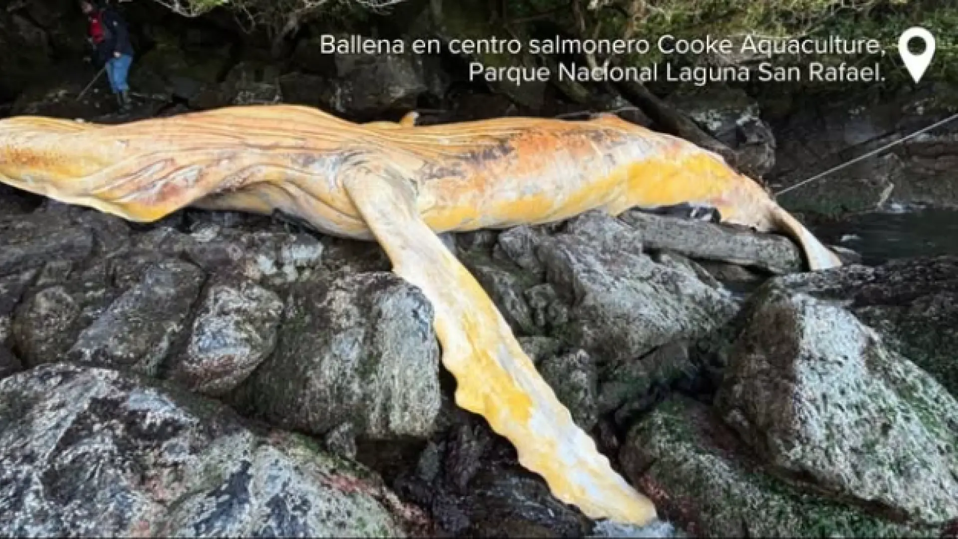 Greenpeace denuncia obstruccionismo en la investigación por la muerte de dos ballenas en Chile