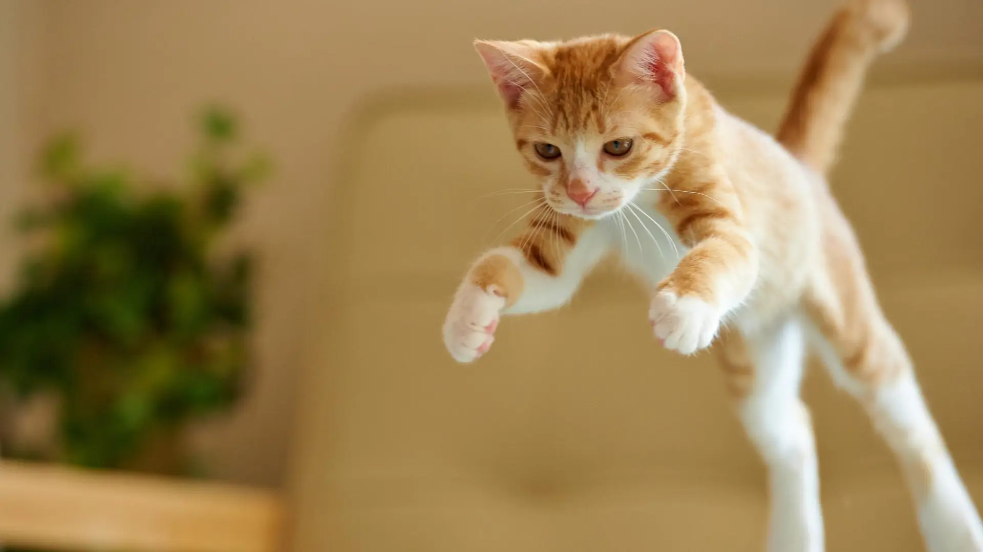 Oliver, Luna, Coco... estos son los nombres de gatos más populares de 2025