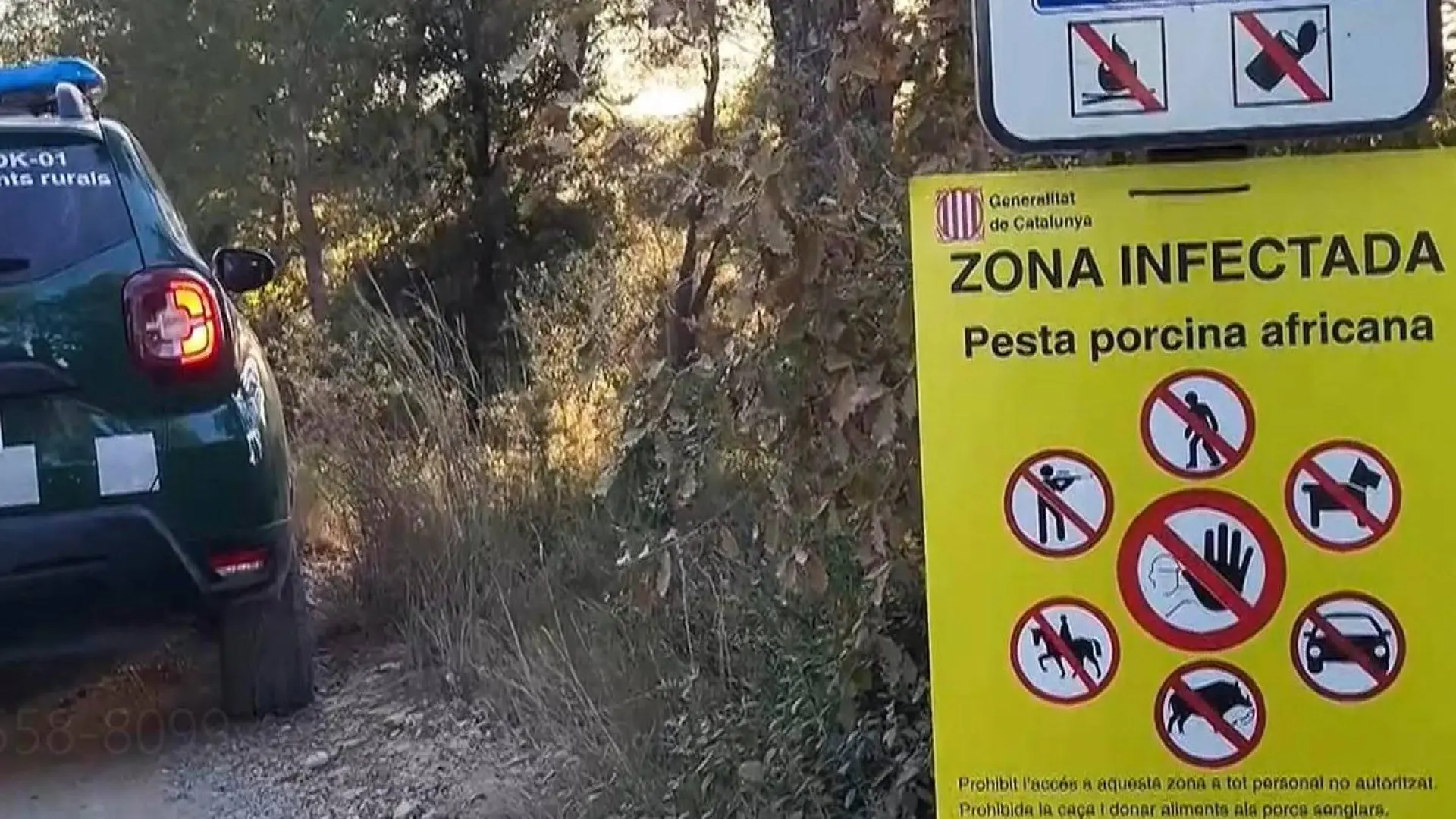 El Gobierno convoca una reunión de urgencia con la Generalitat y la industria cárnica para hacer frente al brote de peste porcina