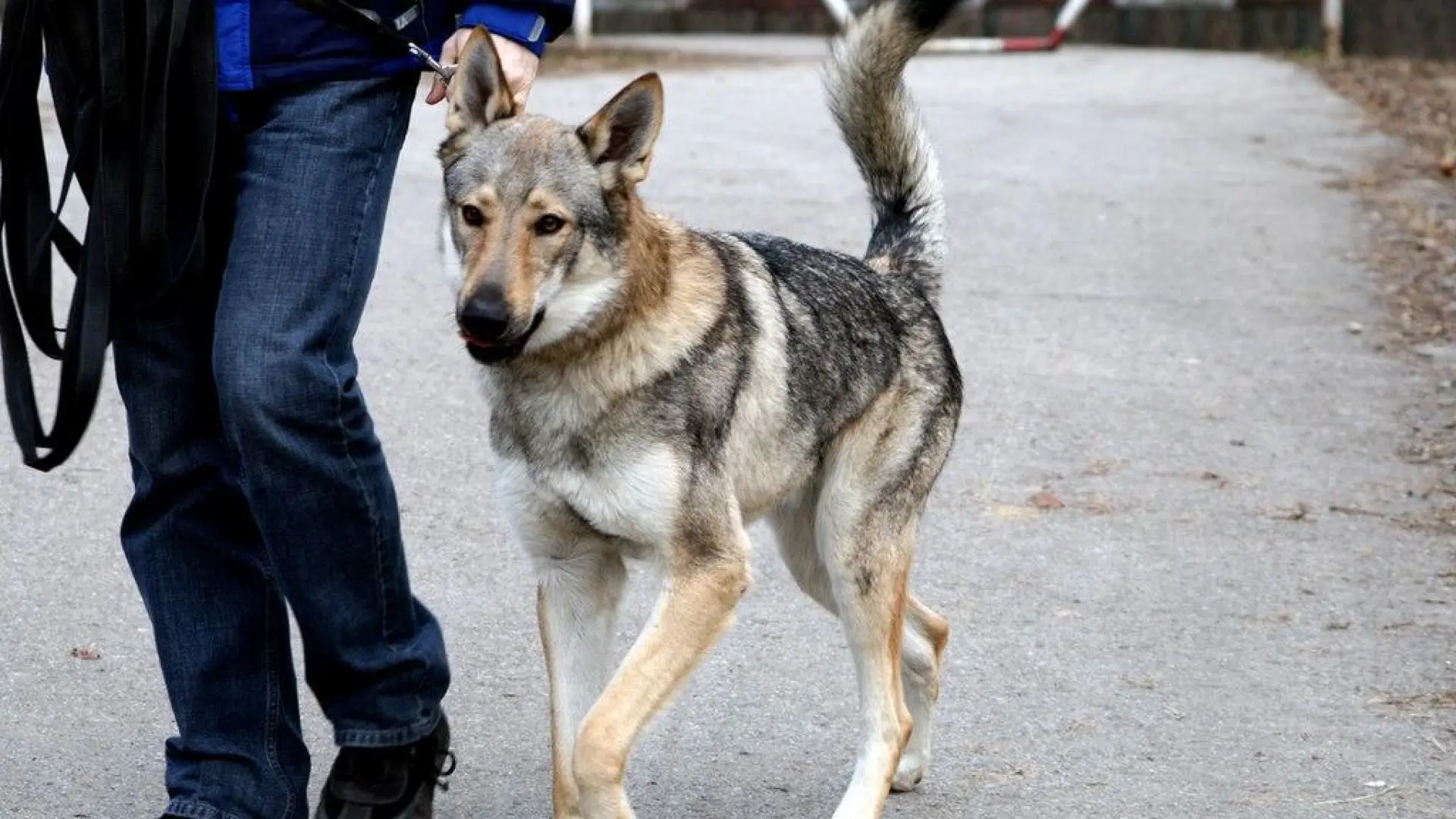 Cinco perros ideales para quienes disfrutan del silencio y quieren evitar charlas en el parque