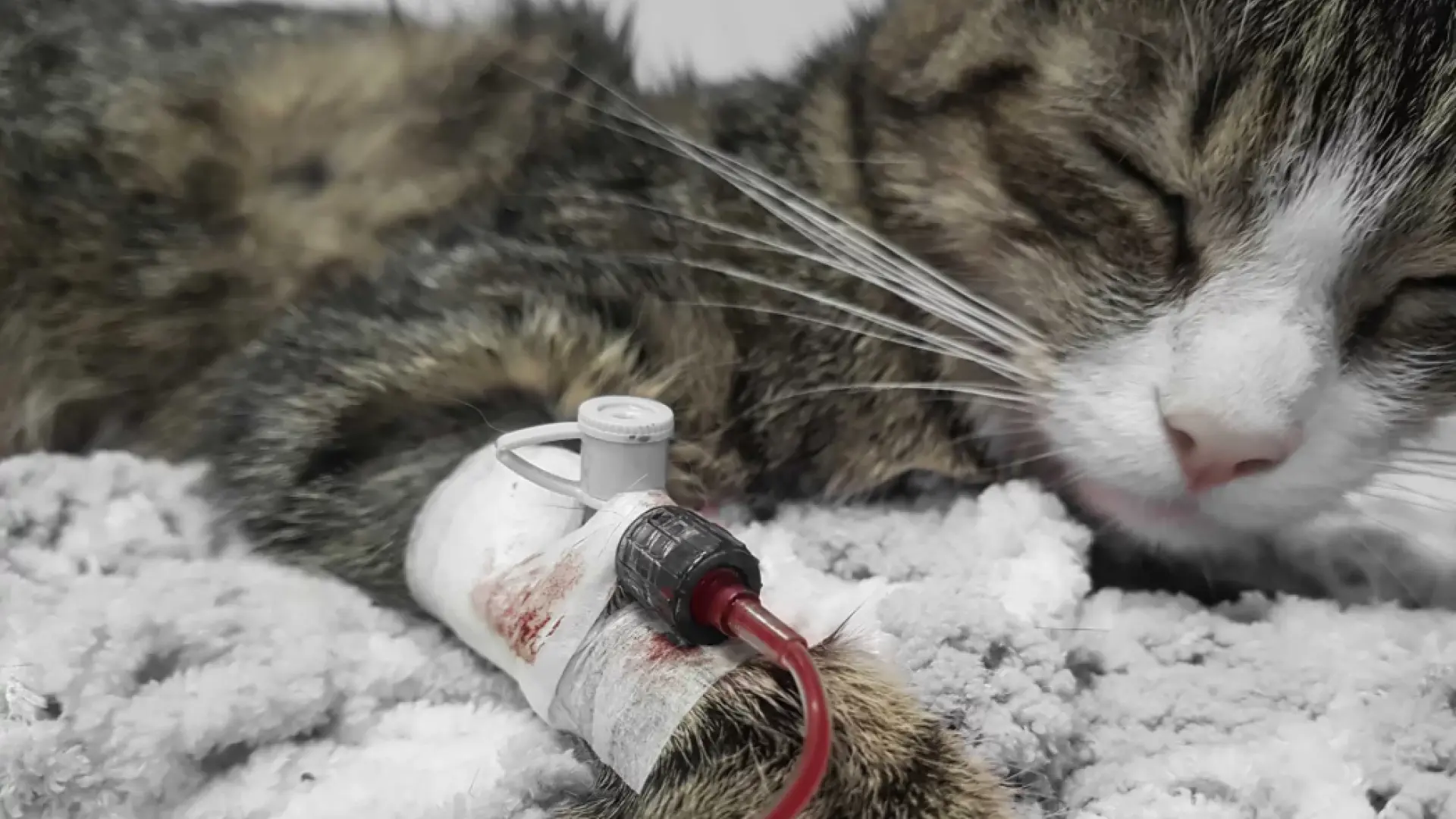 ¿Tienen los gatos grupo sanguíneo como las personas?