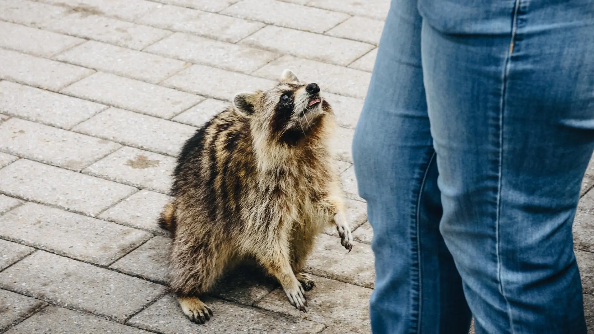 Las ciudades como laboratorios evolutivos: ¿se están autodomesticando los mapaches?