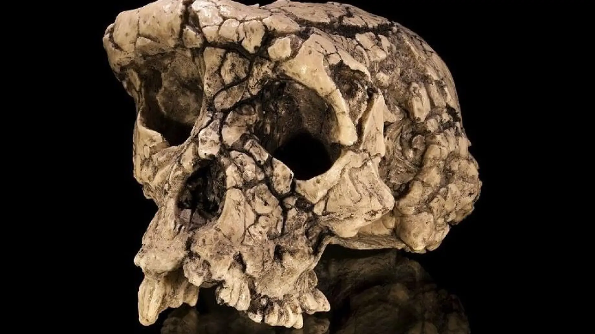 El homínido más antiguo que se conoce caminaba sobre dos piernas hace siete millones de años