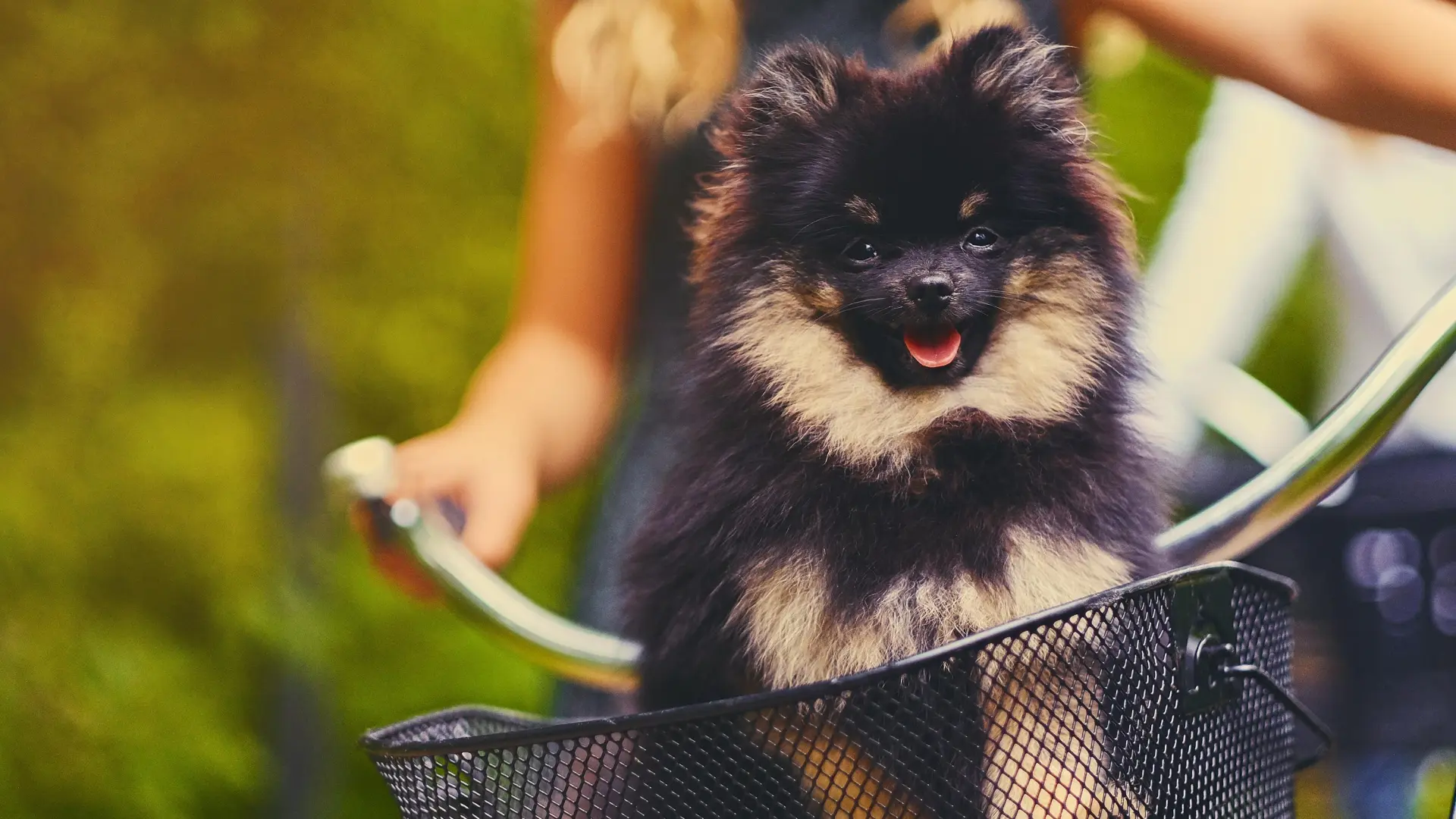 El gen que hizo posibles a los perros ‘toy’ llevaba miles de años esperando su momento