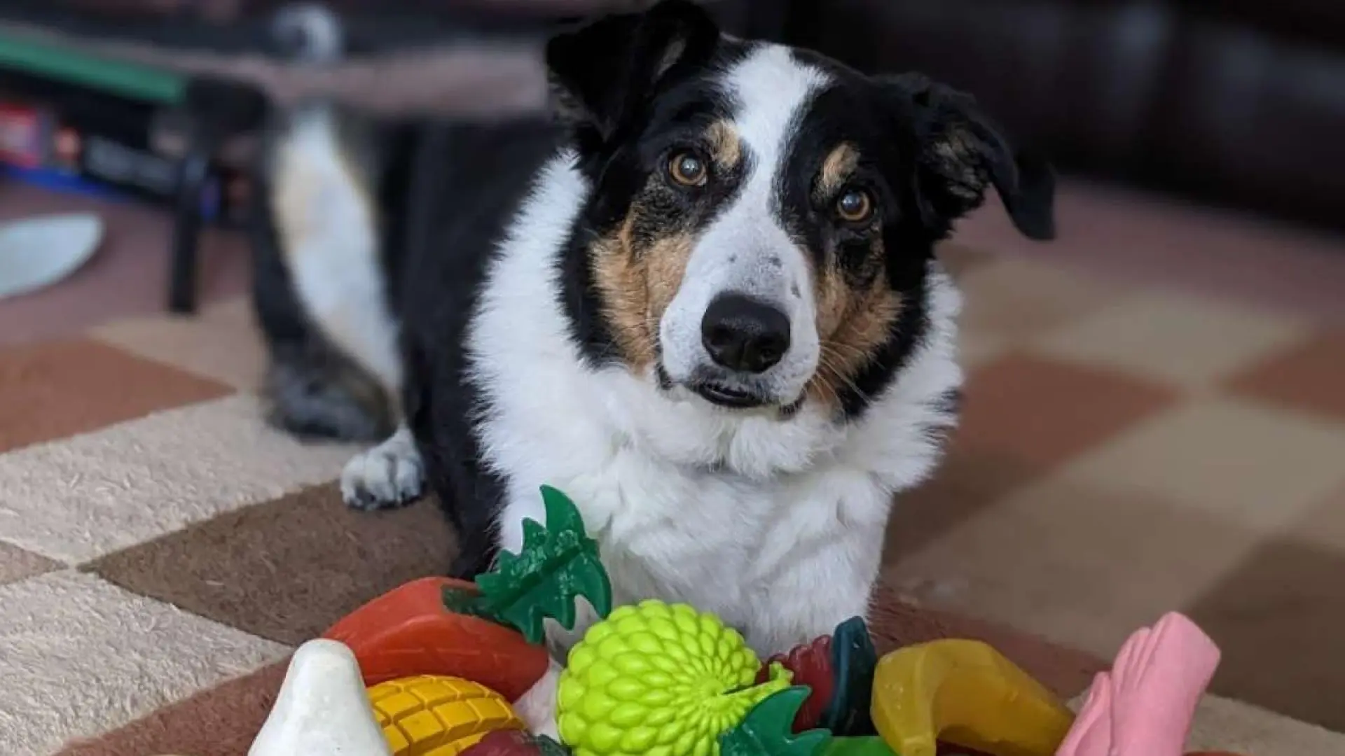Algunos perros pueden aprender nuevas palabras simplemente escuchando nuestras conversaciones