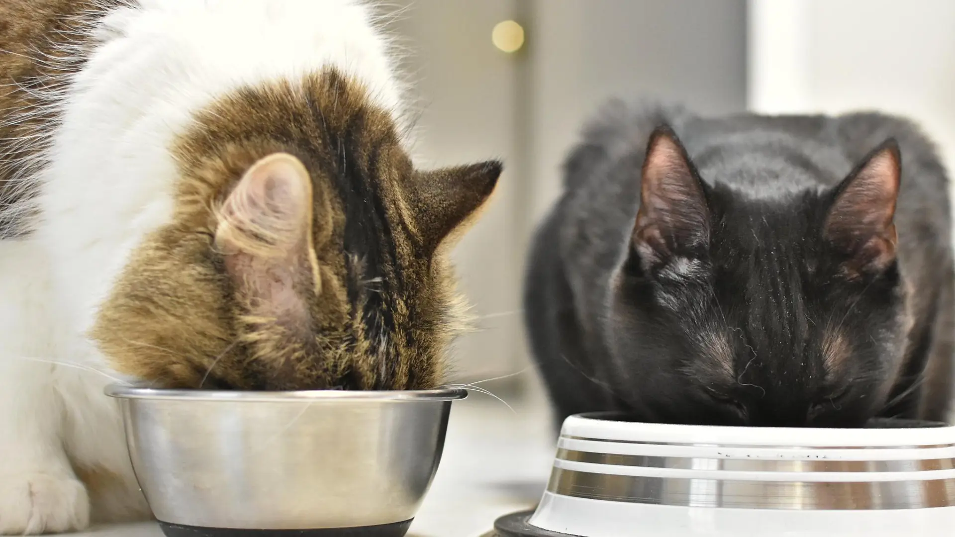 por qué la comida para gatos es más cara que la comida para perros