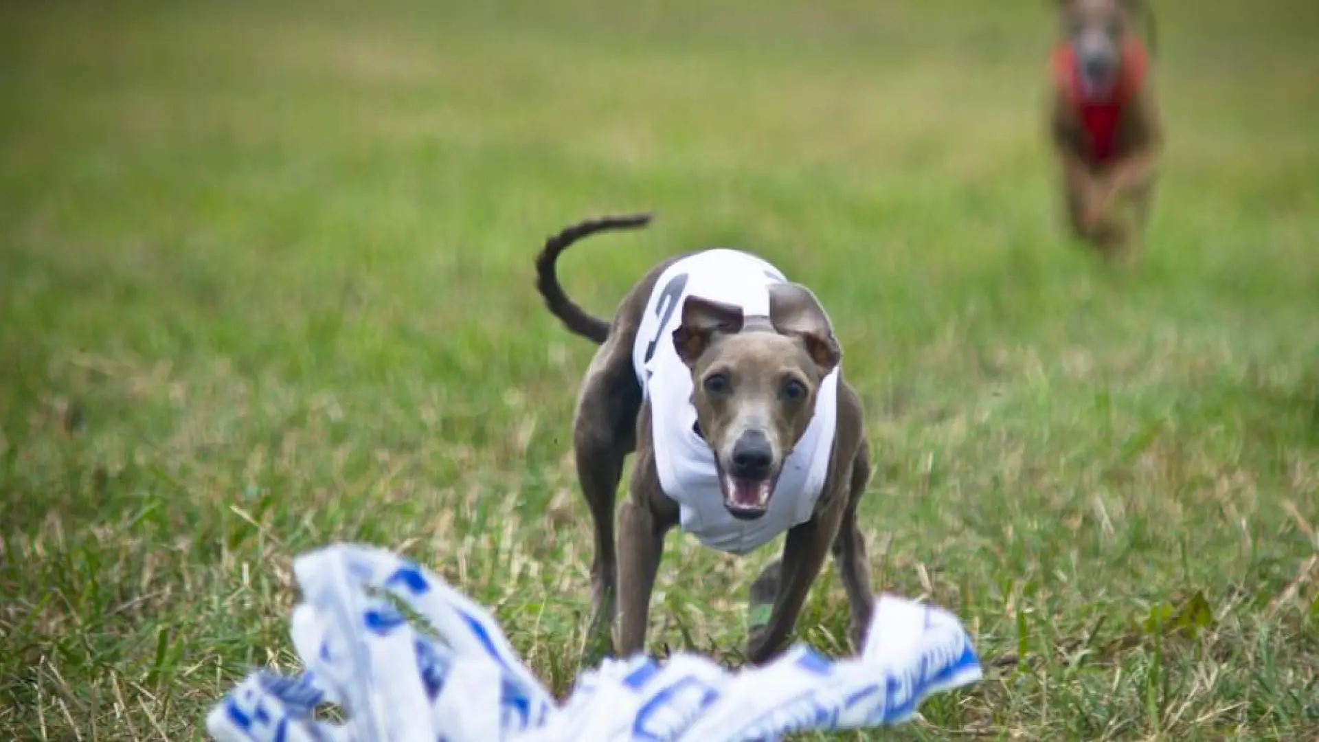 Deportes caninos: el ‘lure coursing’, la actividad que convierte la persecución en bienestar