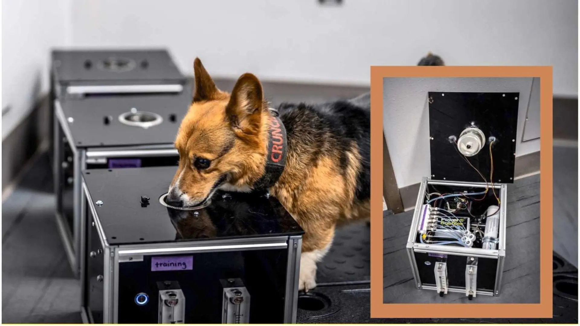 Perros que huelen el cáncer: un estudio abre la puerta a detectar antes el temido hemangiosarcoma