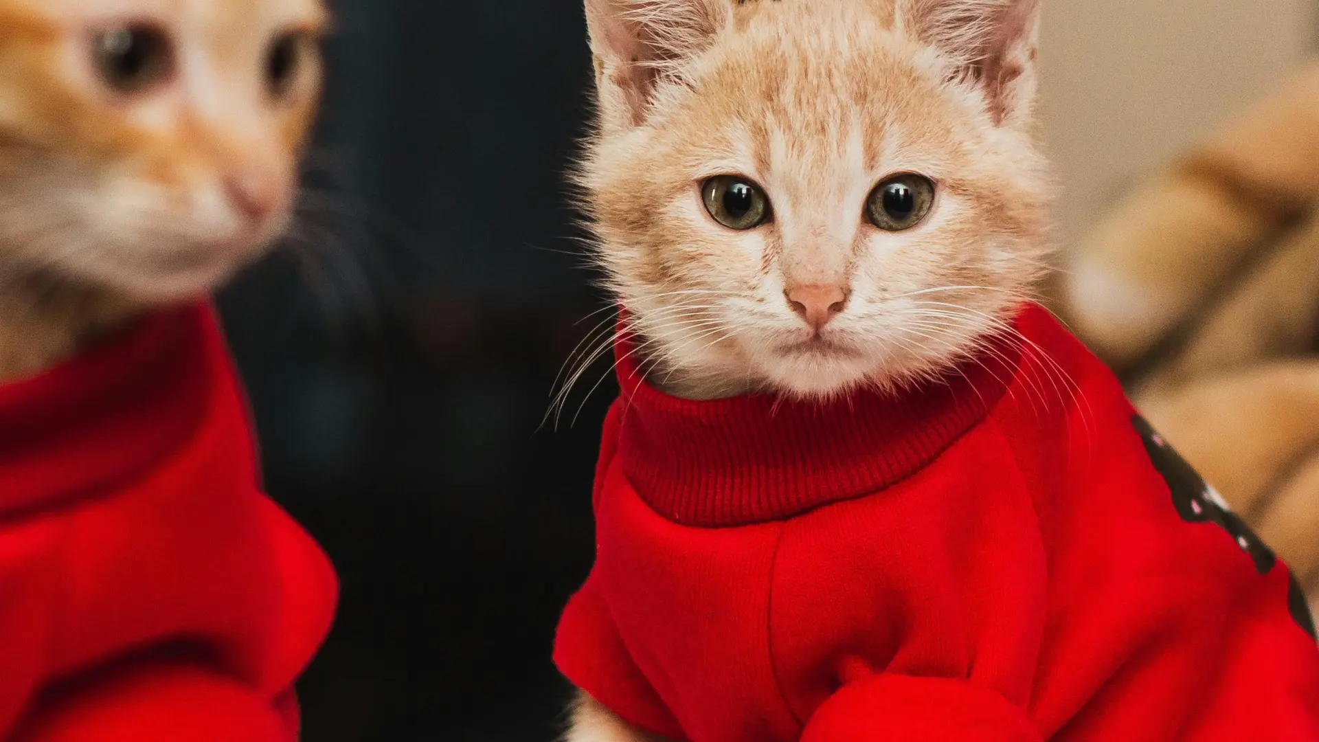 ¿Necesitan los gatos de interior llevar jersey o abrigo cuando hace frío?