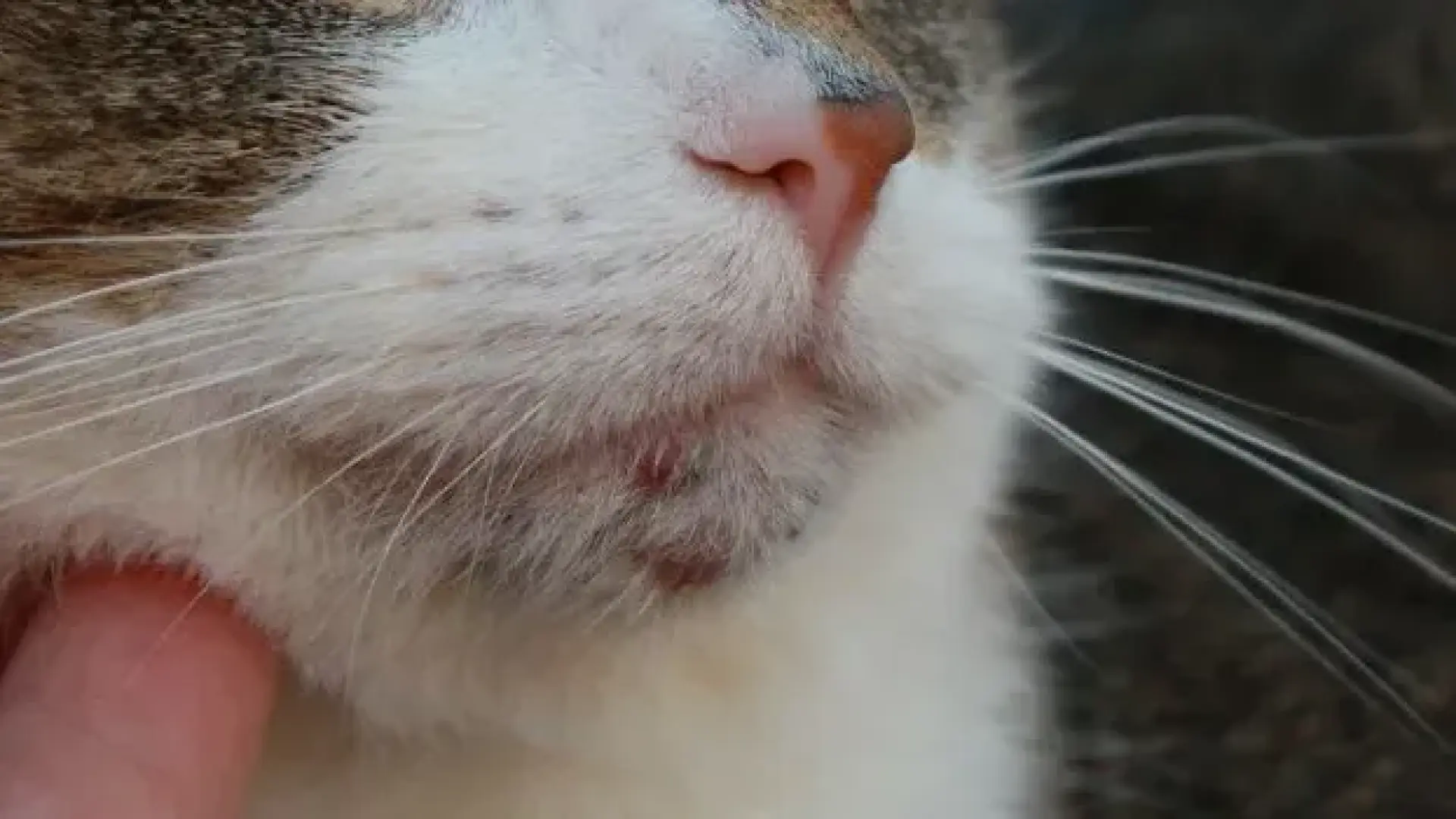 Las enfermedades de la piel más frecuentes en los gatos domésticos y cómo detectarlas a tiempo