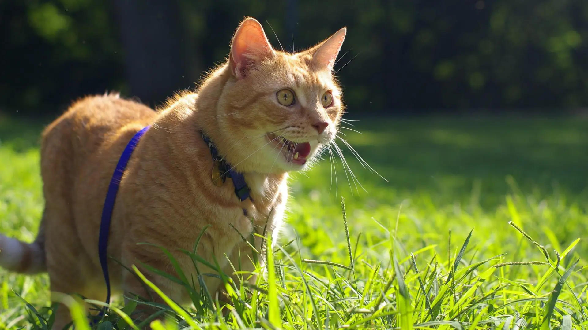 Voces felinas: qué nos está diciendo un gato cuando jadea