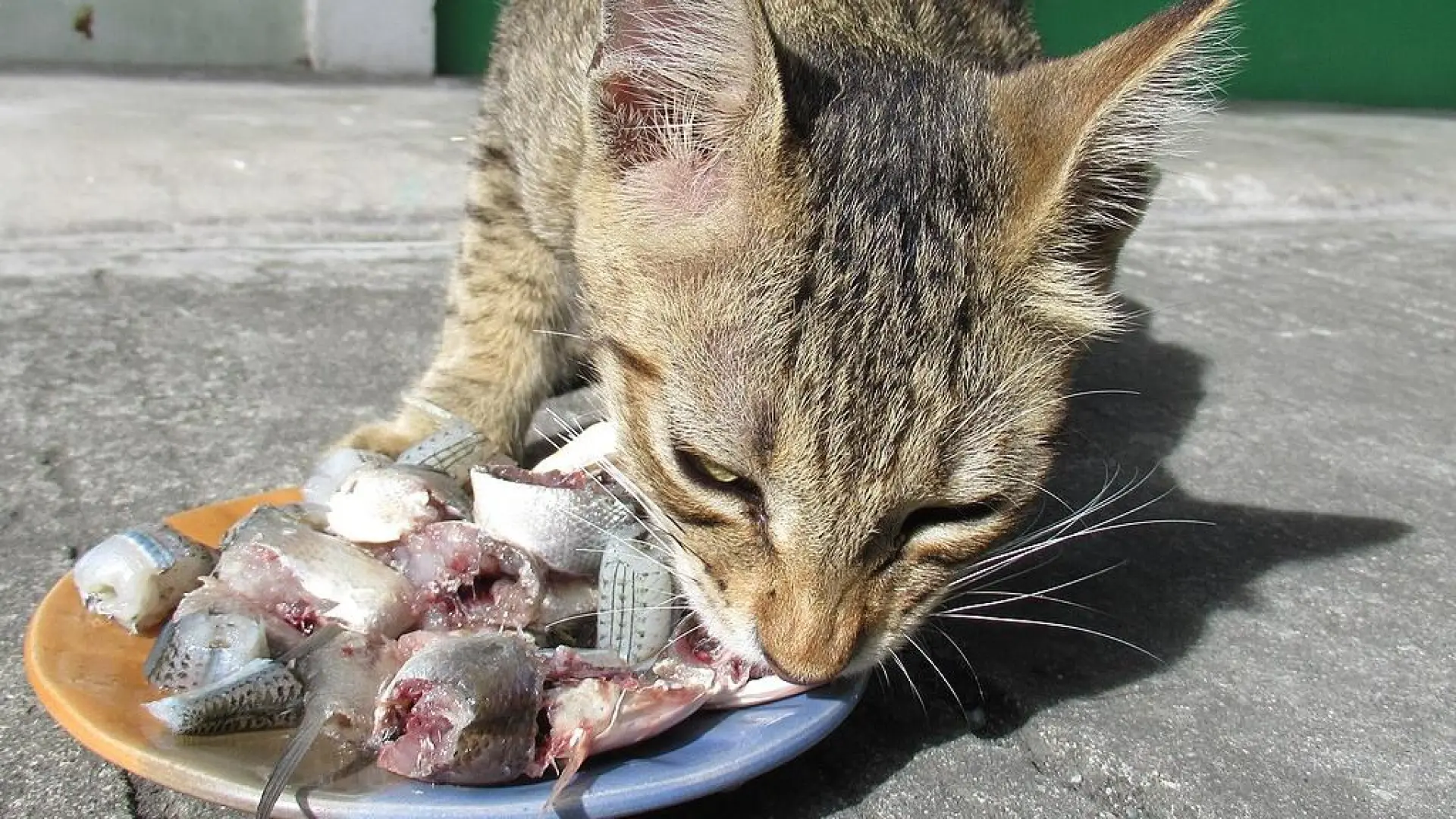 Gatos, raspas y mercurio: por qué el pescado no es tan felino como creemos