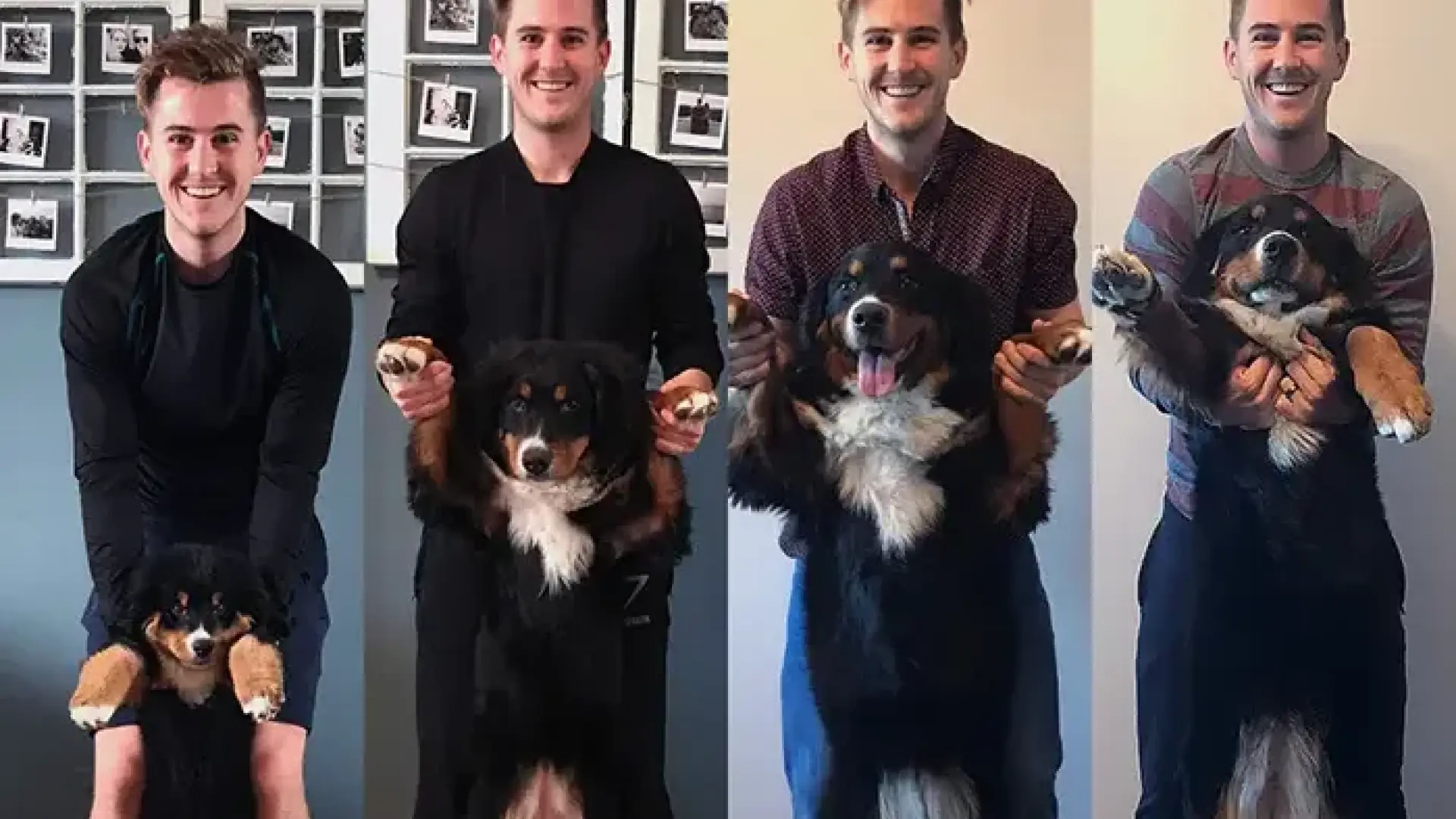 ¿Cambian los perros con los años? La ciencia confirma que su personalidad también evoluciona