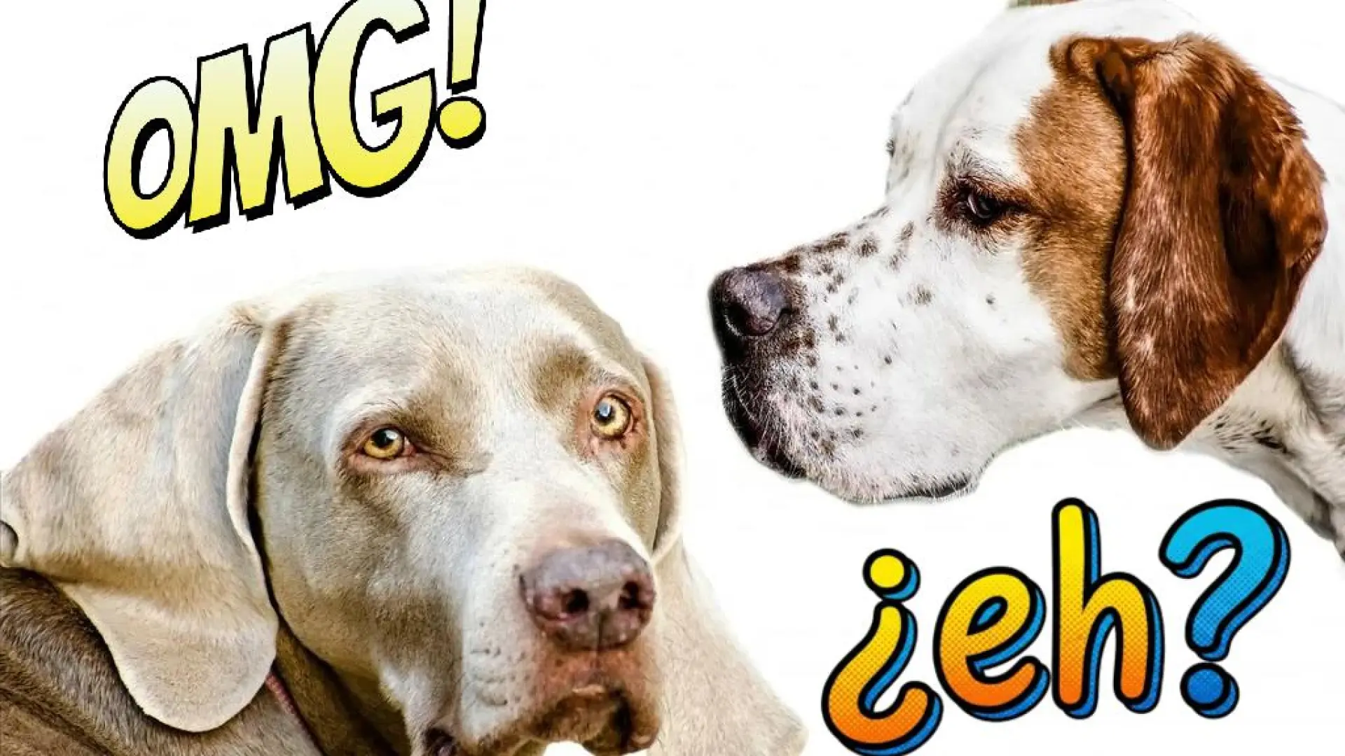 
         De ‘siéntate’ a ‘sit’: cómo tu perro reconoce idiomas, palabras y lo que realmente quieres decirle 
    