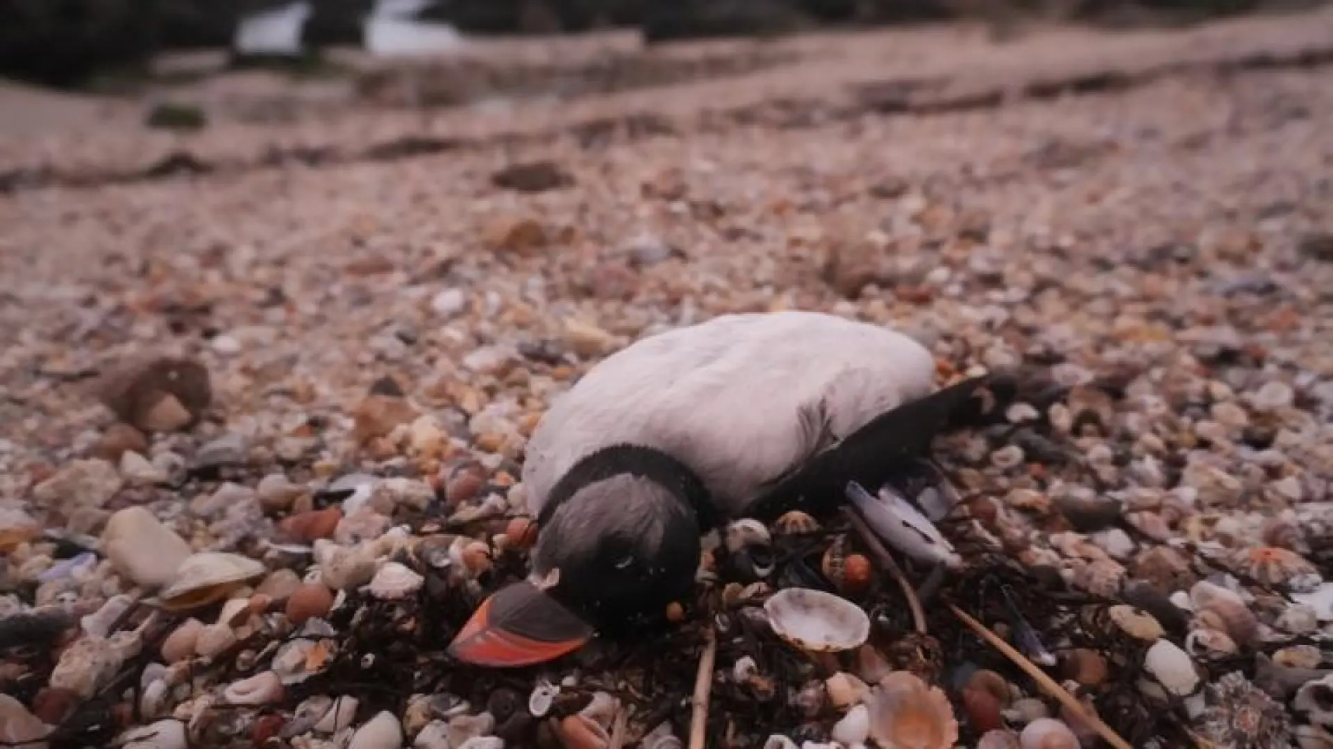 Alertan de la aparición de un millar de aves marinas orilladas en costas del norte peninsular por las borrascas