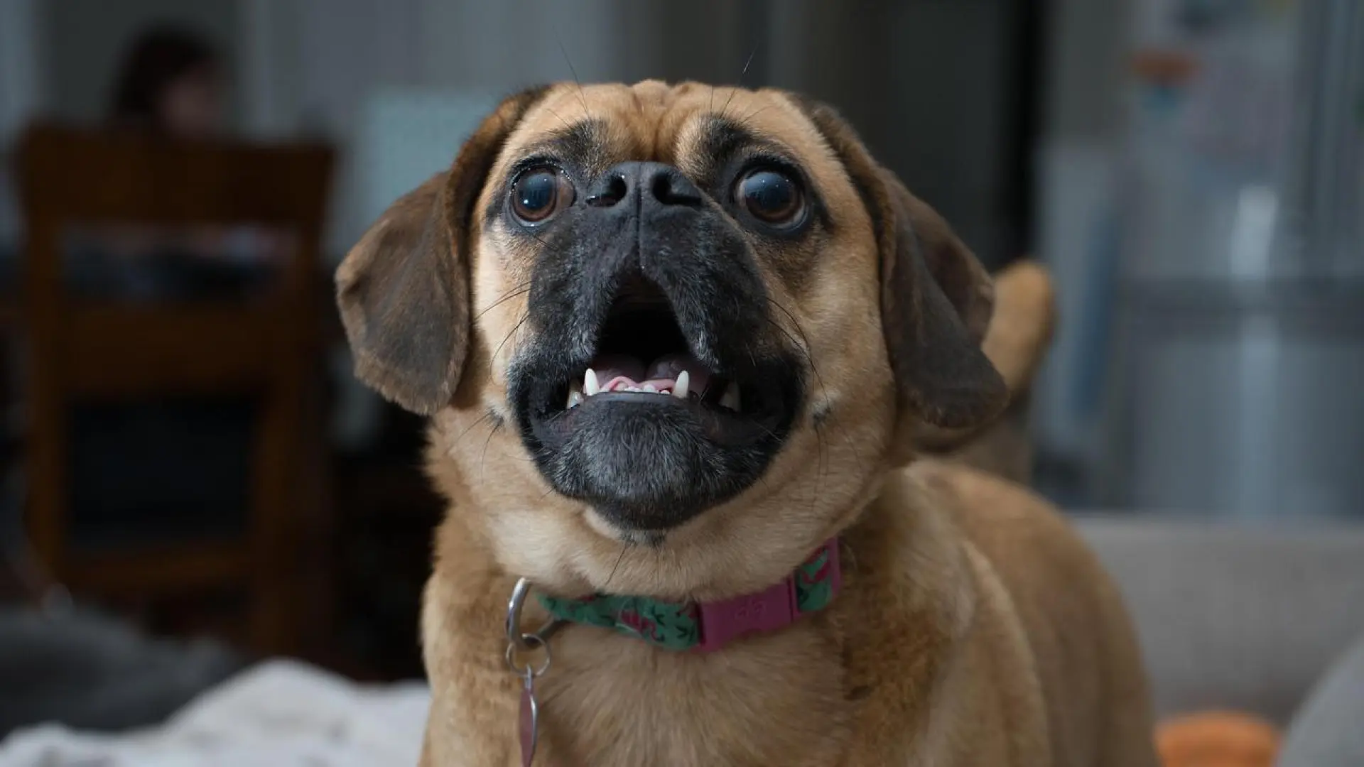 Laura Londoño, veterinaria: "Los perros pequeños ladran para hacerse más grandes, es supervivencia"