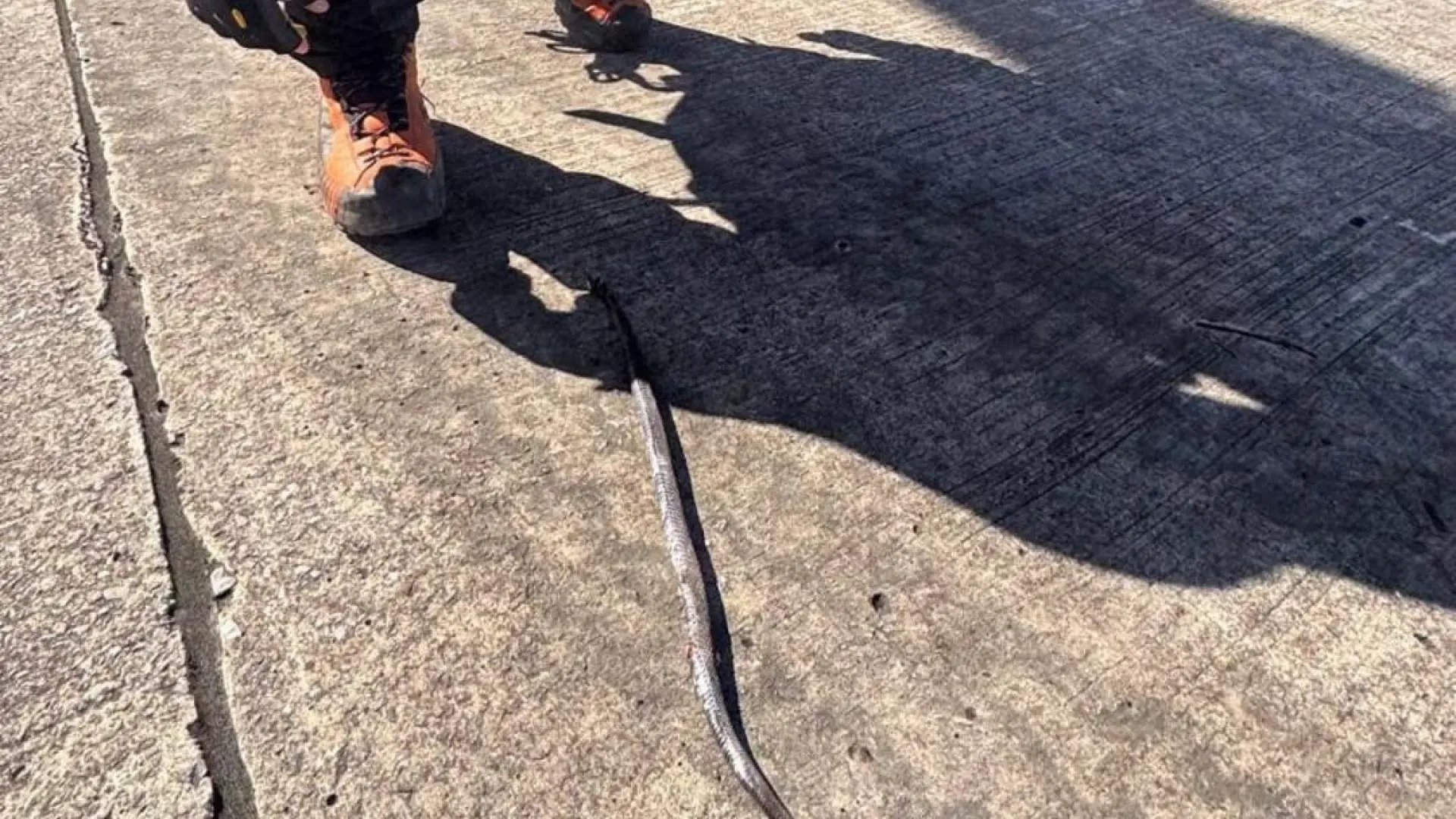 Evacuado grave un senderista vasco de 72 años tras ser mordido por una víbora en Arredondo