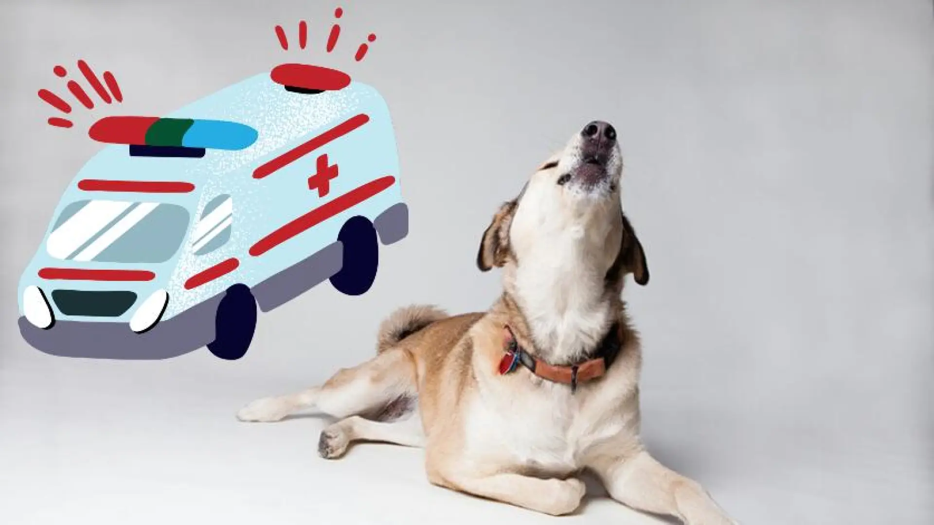 
         Comportamiento canino: por qué los perros aúllan cuando pasa una ambulancia 
    