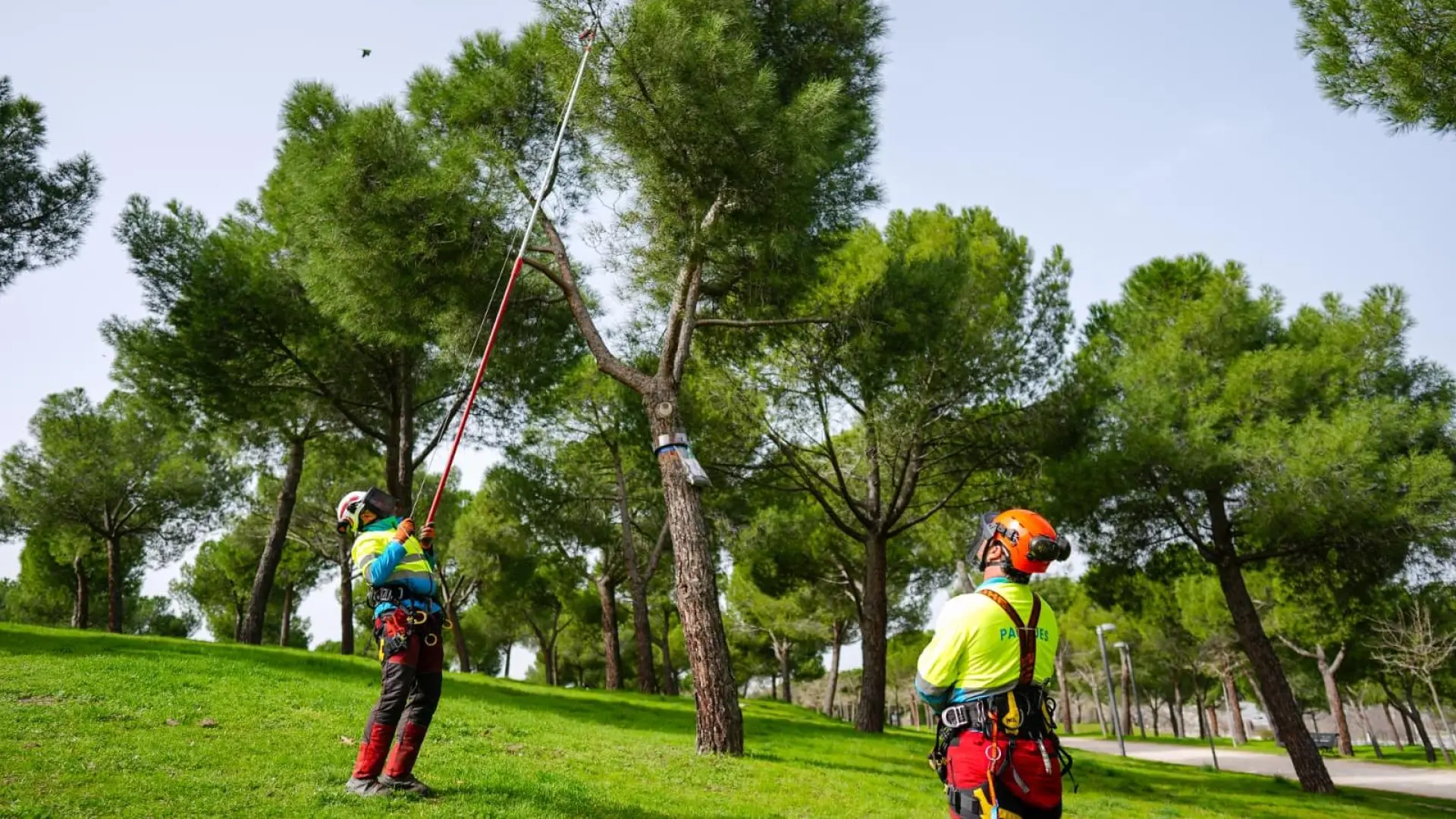 La campaña de control de procesionarias retira más de 50.000 nidos de las copas de los árboles en parques de Madrid