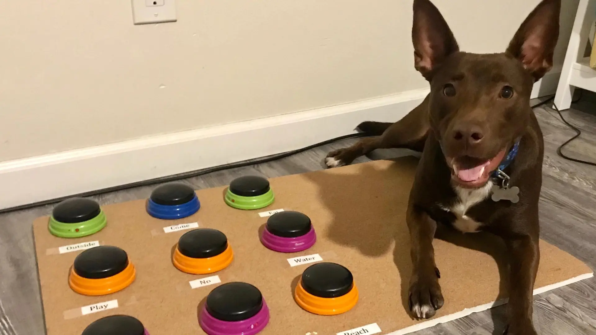 Botones parlantes para perros: guía para empezar y qué puede esperarse realmente