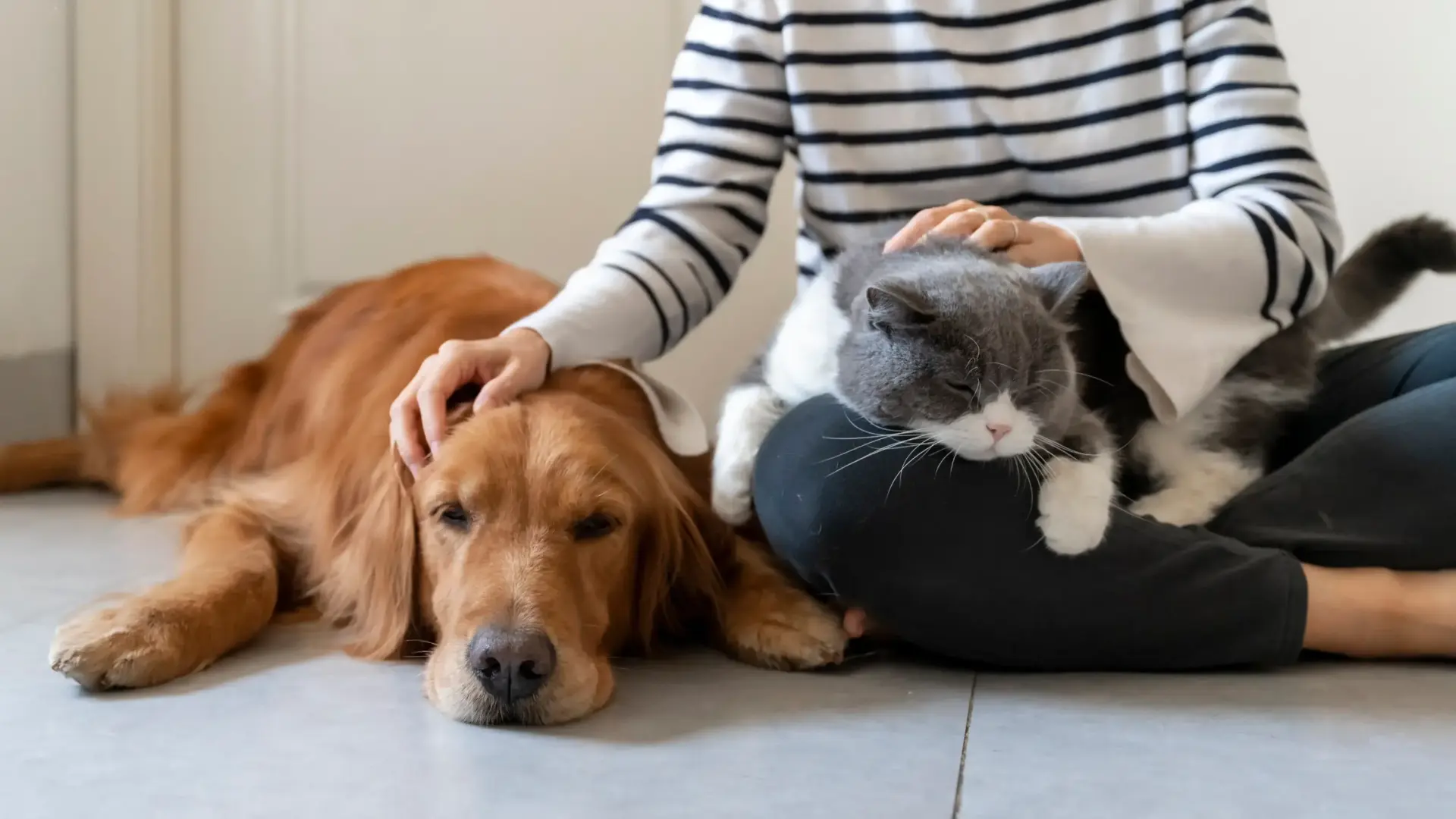 Ocho maneras de demostrar a perros y gatos que los queremos