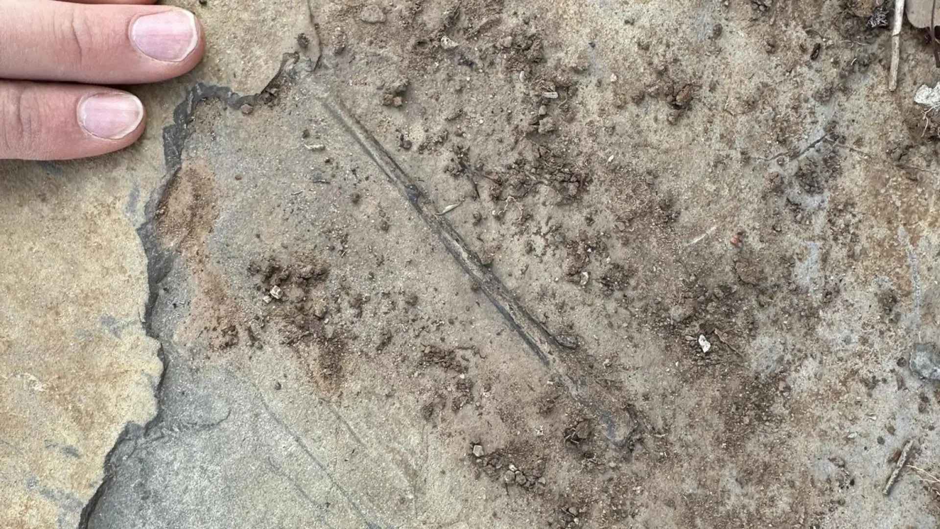 Descubren más de un centenar de fósiles de reptil volador del Jurásico en Teruel