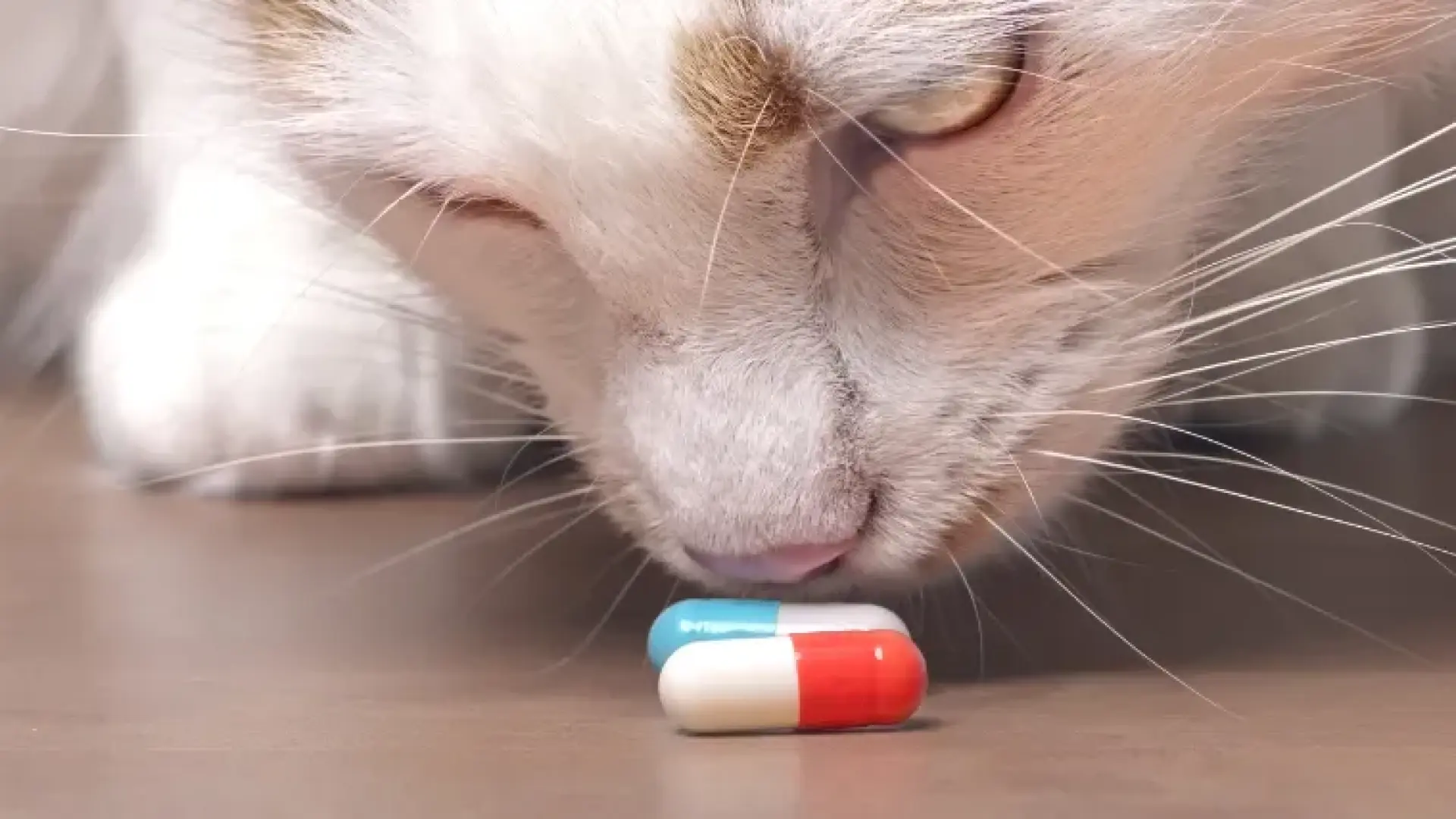 Farmaveterinarias, el nuevo negocio que llega tras el cambio en la ley de medicamentos veterinarios