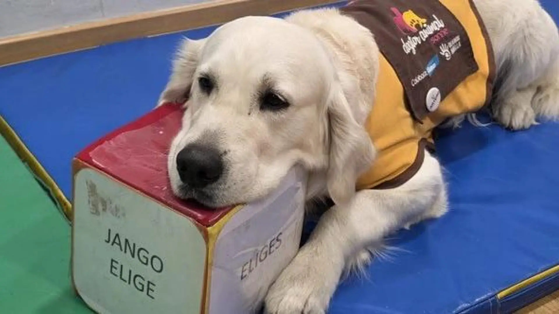 Talleres con perros en educación especial: bienestar y participación desde la adaptación individual