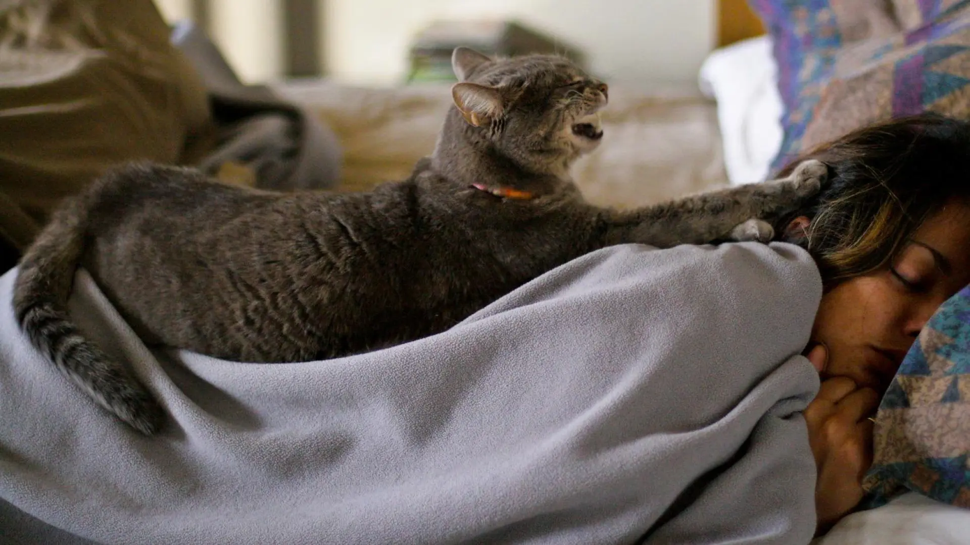 Siete razones por las que a tu gato le gusta dormir sobre tu cara y tu cabeza