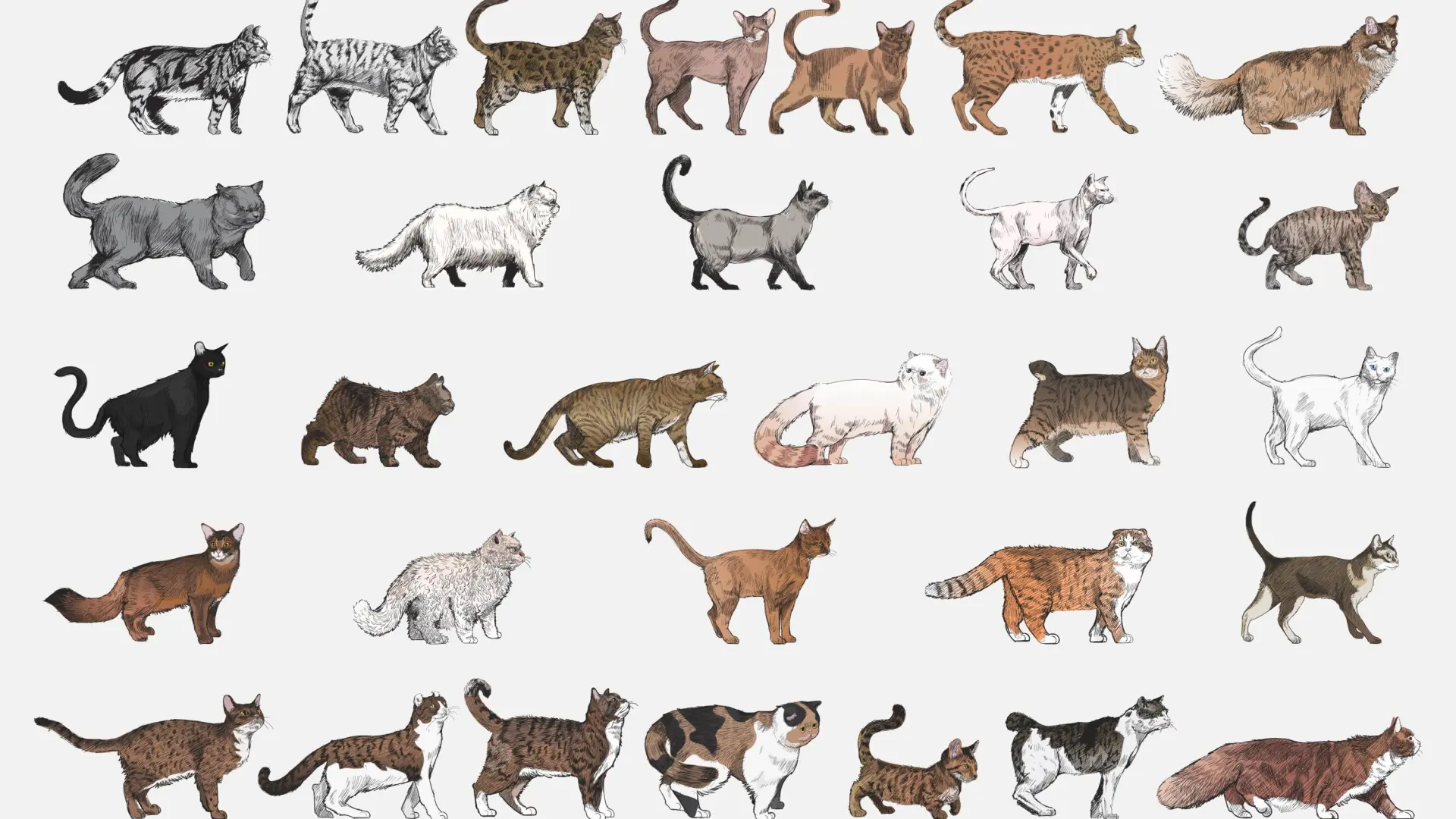 
         Razas felinas, diversidad genética, y por qué el gato doméstico común marca la referencia 
    