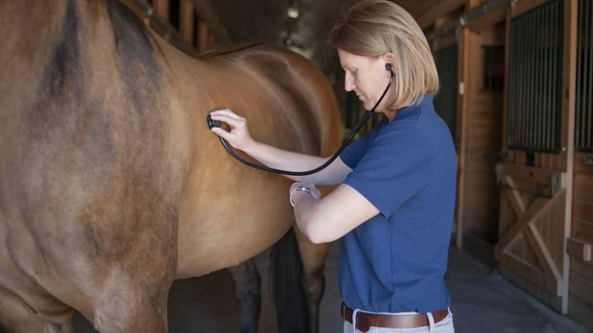 
         Los cólicos equinos: causas, síntomas y claves para actuar a tiempo 
    