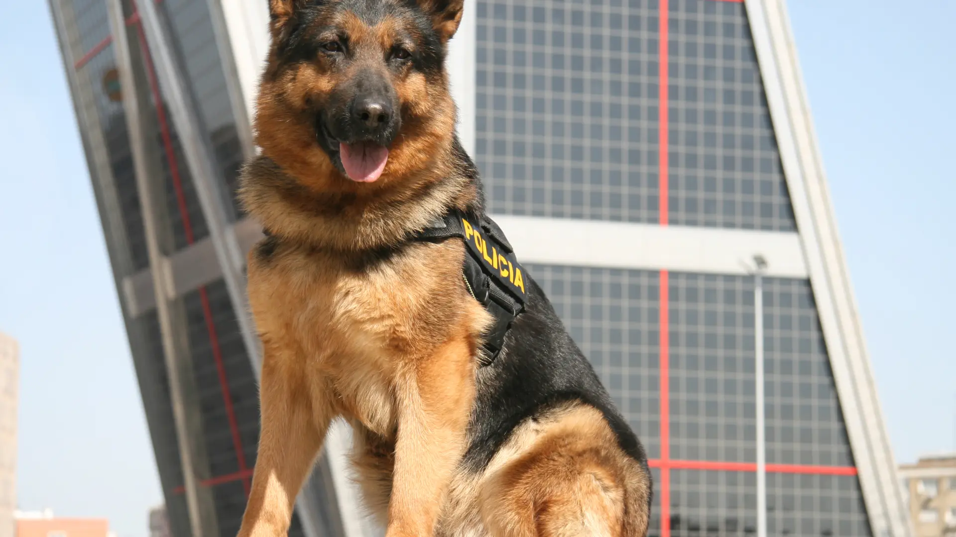 de que raza es poncho el perro policia