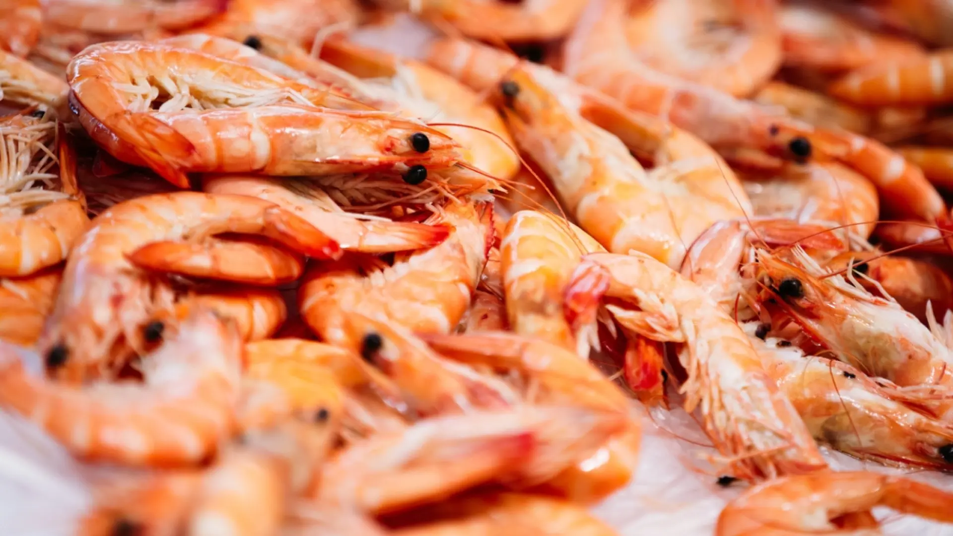 Diferencias entre gambas, quisquillas y camarones: del tamaño al sabor ...