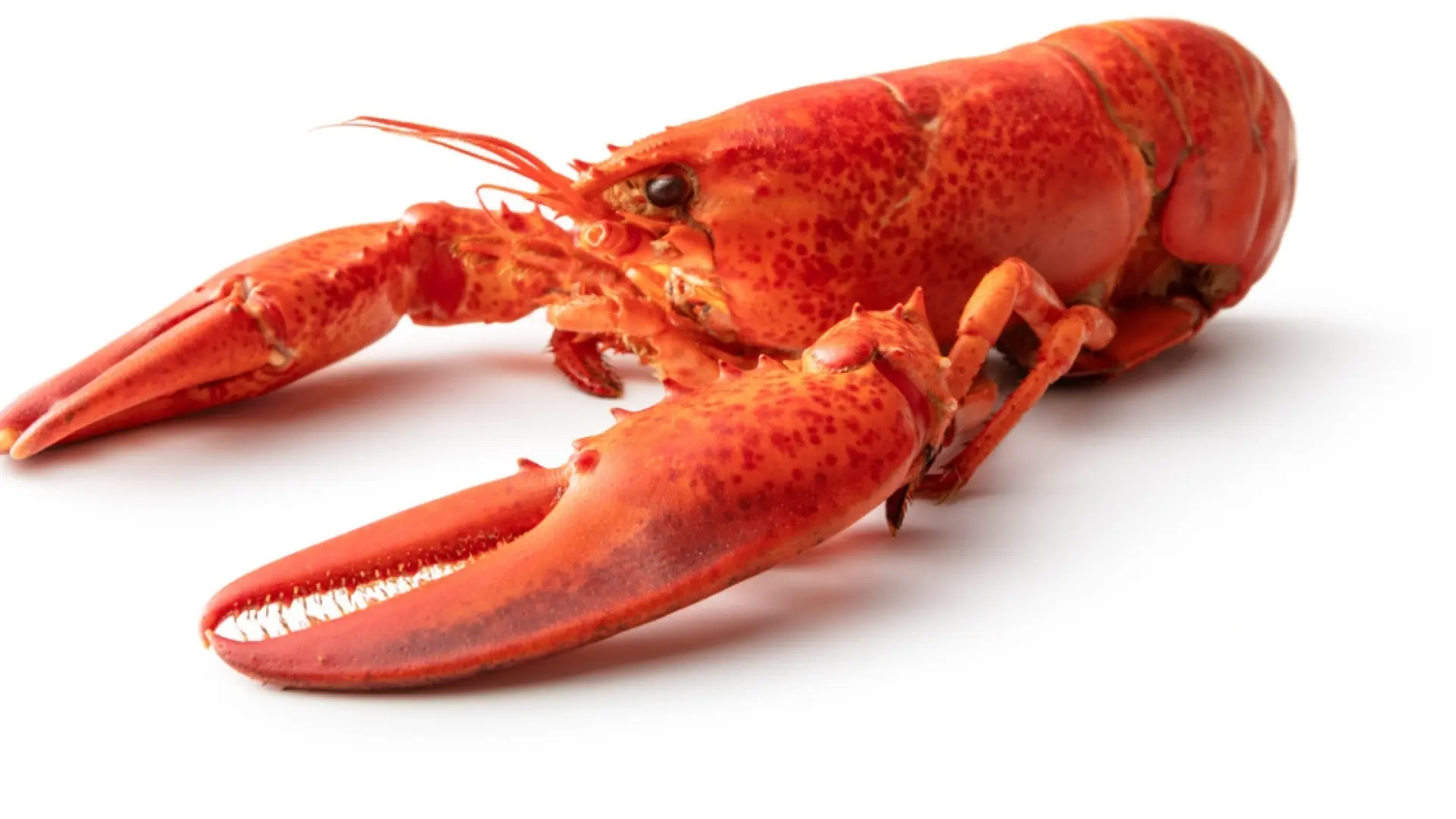 Cómo diferenciar la langosta del bogavante del color a las pinzas