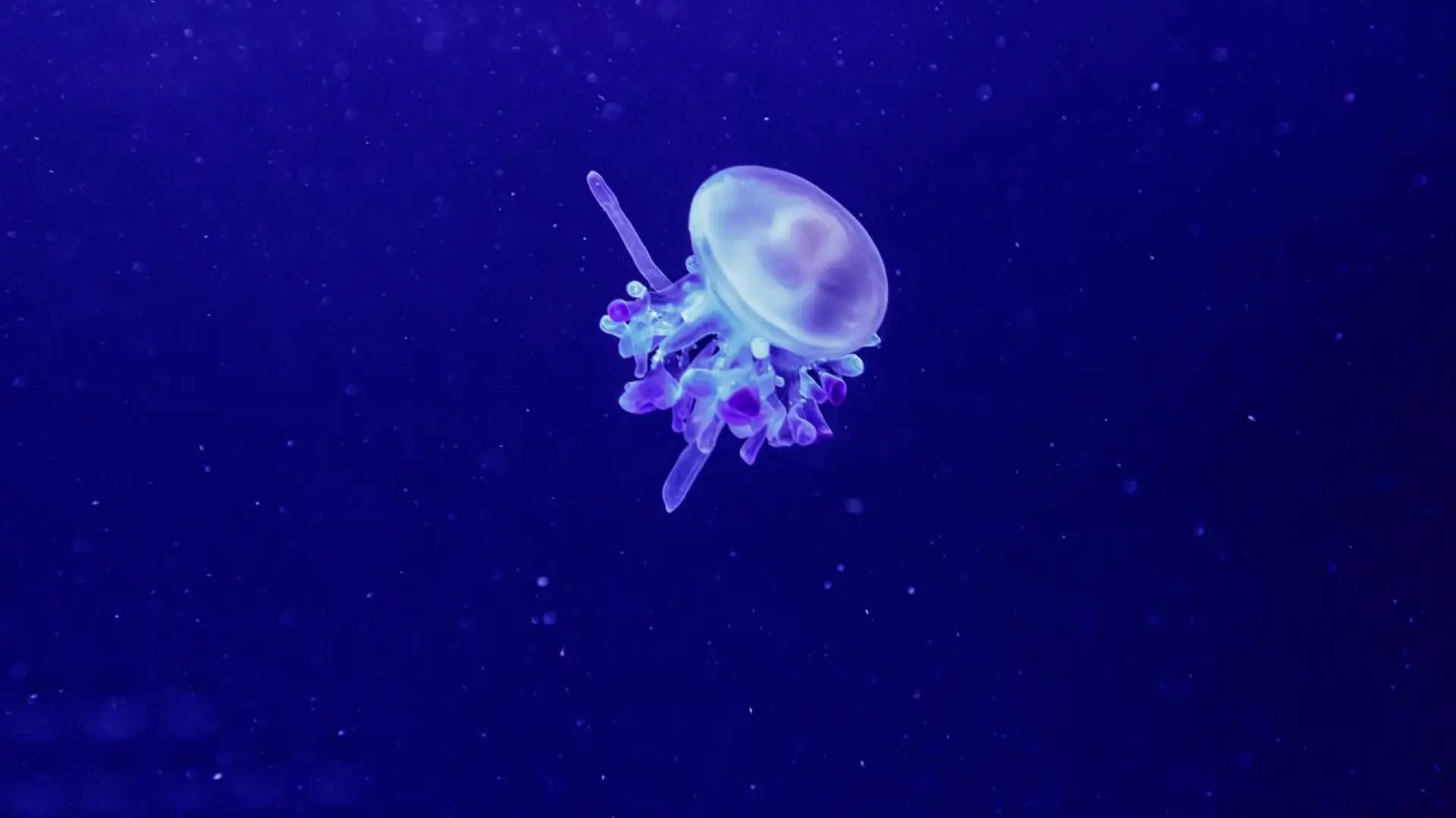 Aparecen medusas #39 alien #39 en España: cómo actuar si te pica en qué