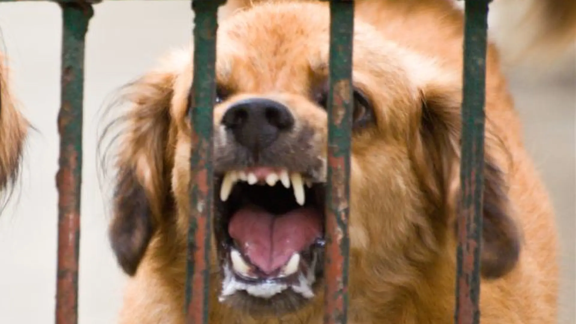 ¿Qué es la rabia? Estos son sus síntomas, sus causas y su tratamiento