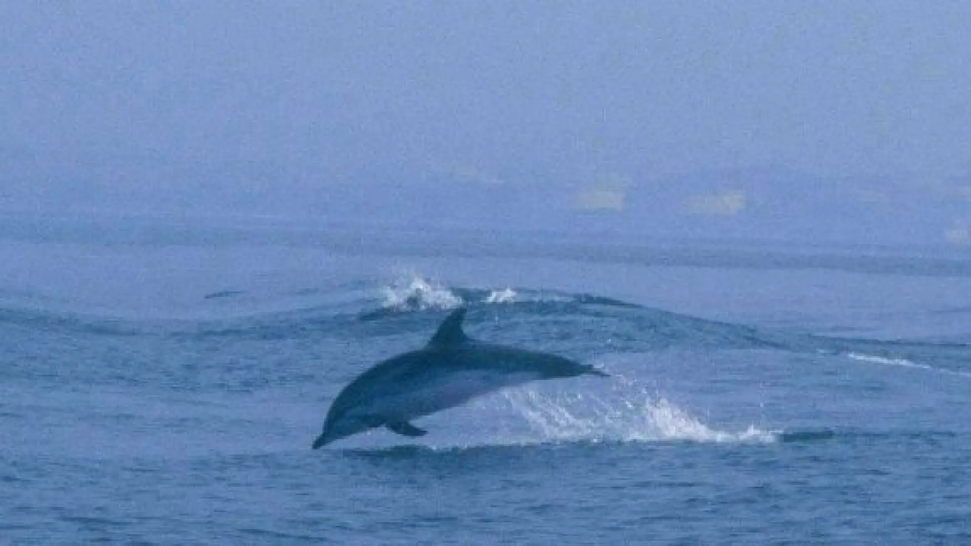 El delfín 'Gaspar' está muy activo en la ría de Vigo y tiene una herida
