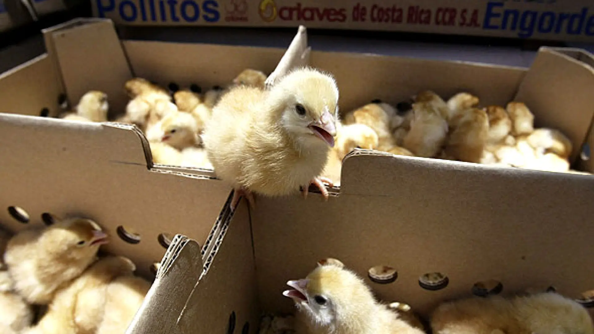 Los pollos de cinco días saben sumar y restar