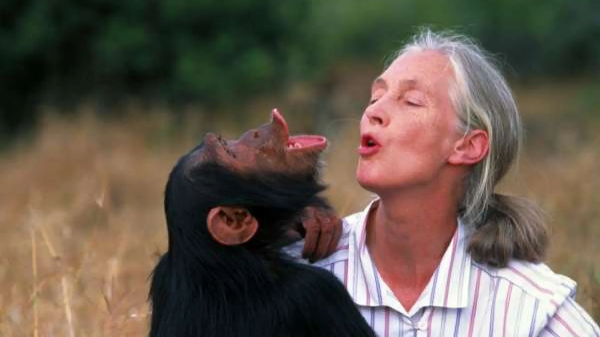 Chimpancés en la niebla