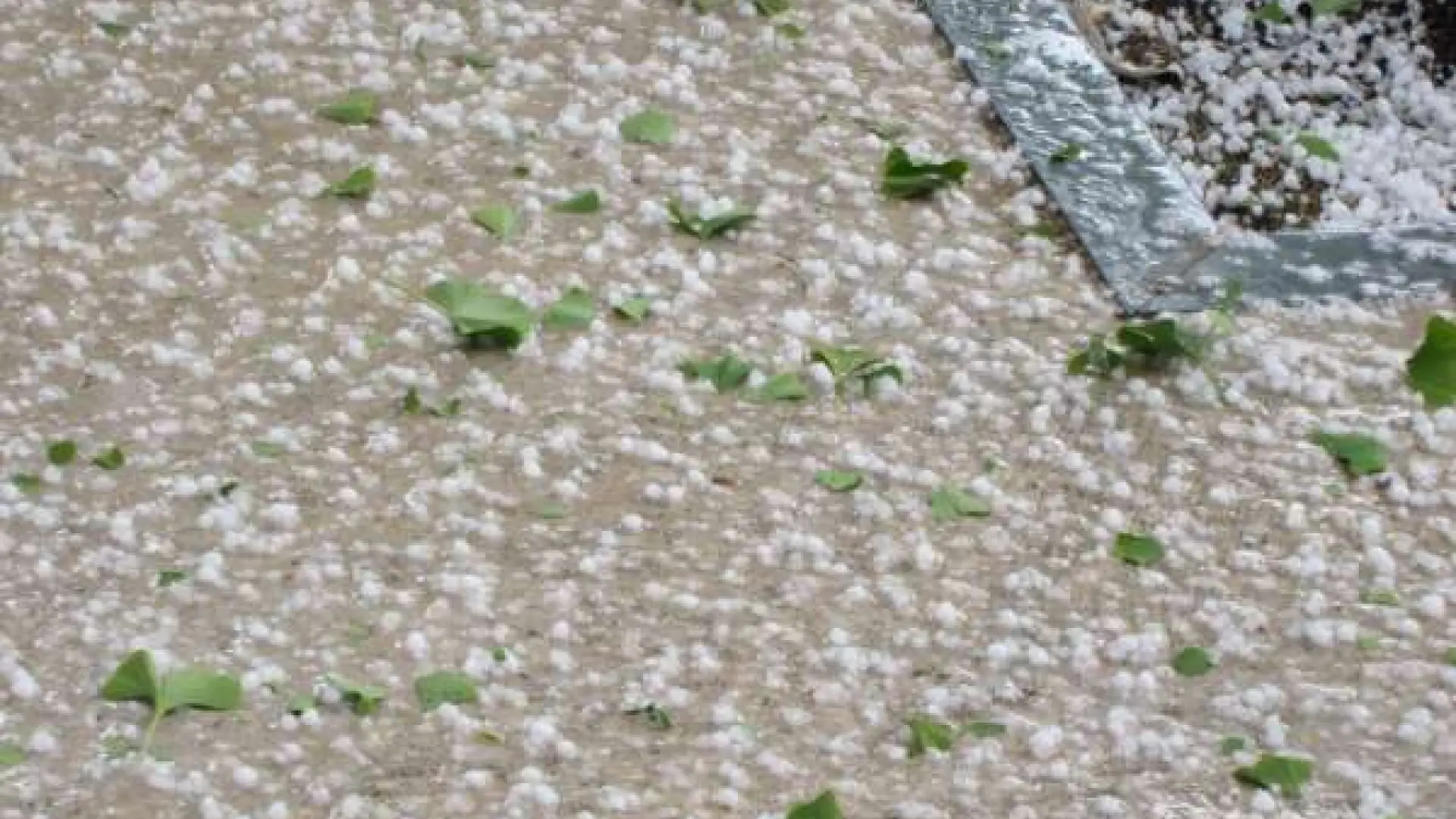 Unió de Pagesos valora en más de ocho millones las pérdidas por la