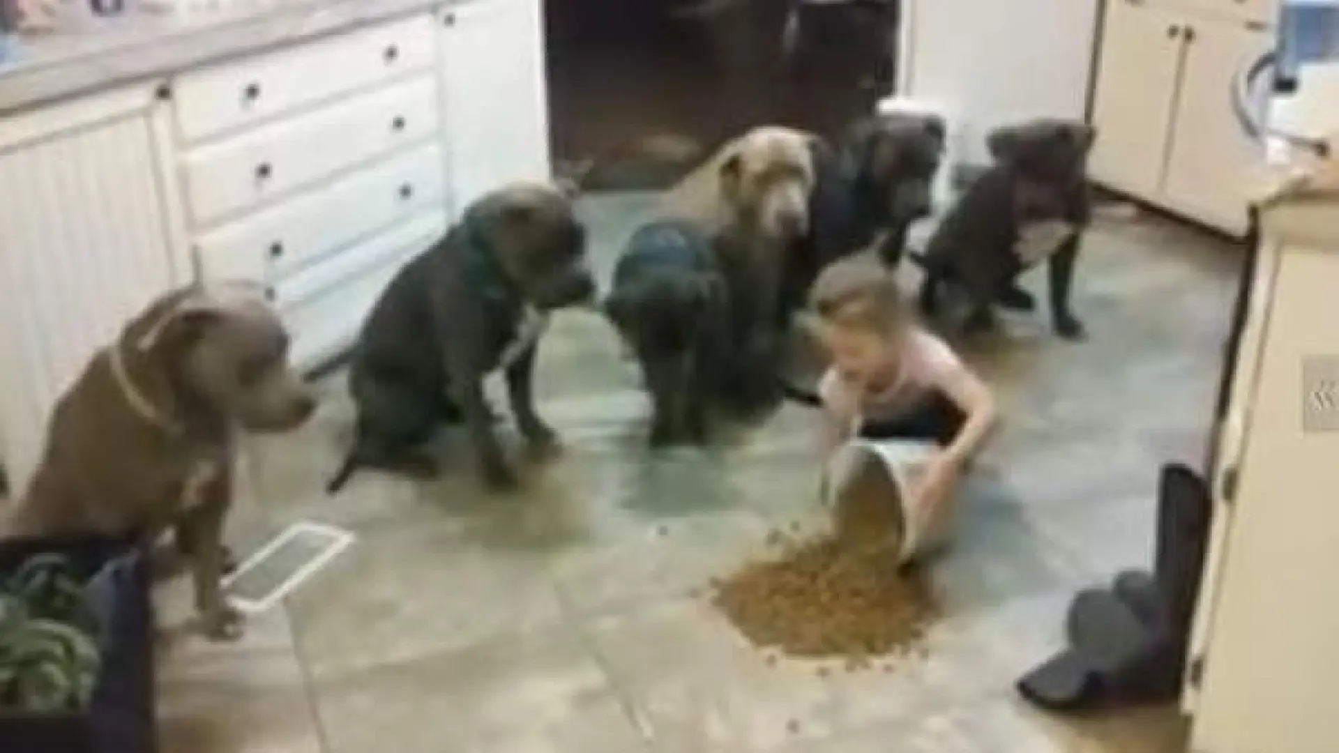 Una niña de cuatro años que controla a seis hambrientos pitbulls, nuevo  vídeo viral