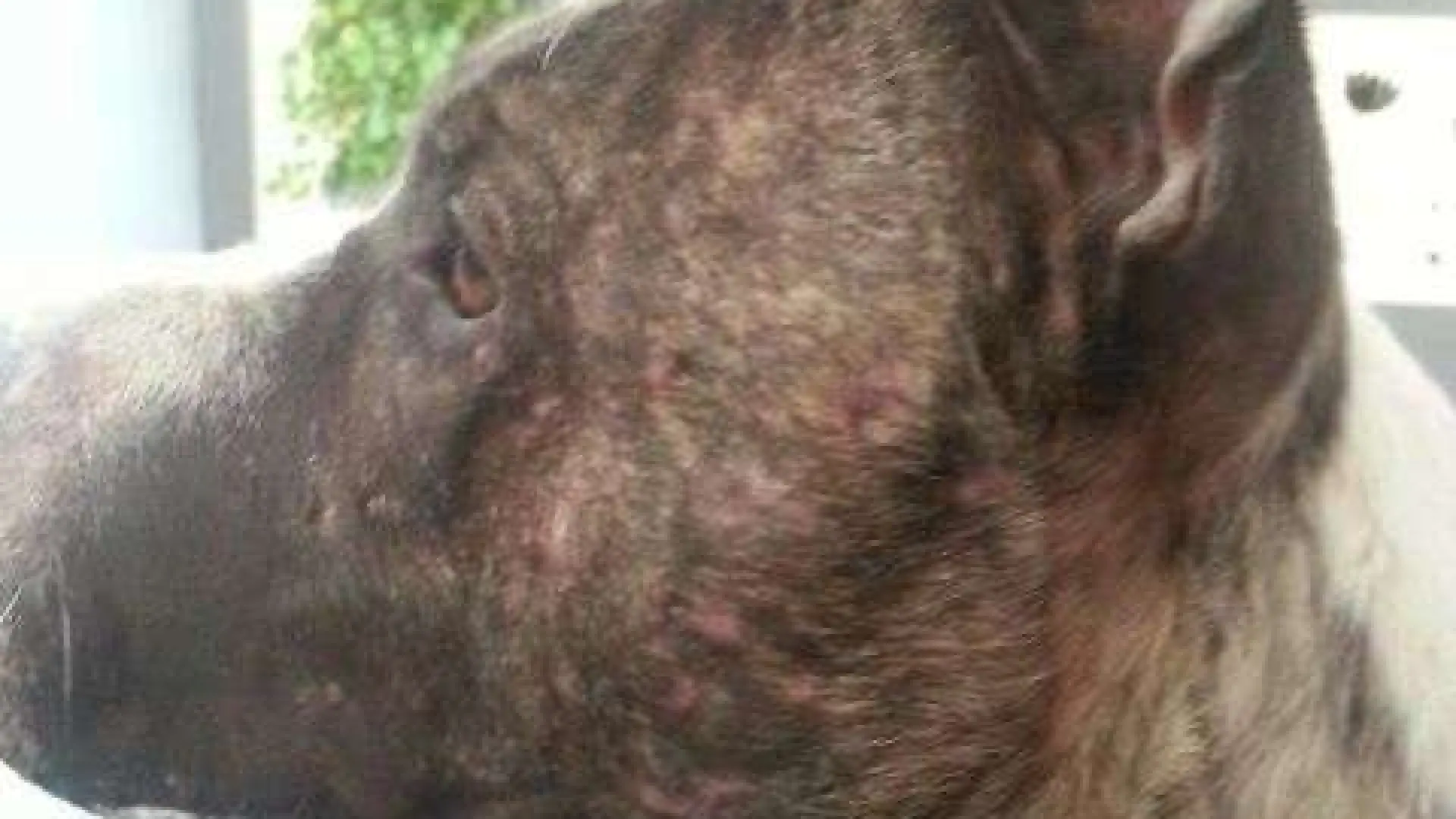 Una investigación de la BBC destapa una de las mayores redes de peleas de perros en Europa