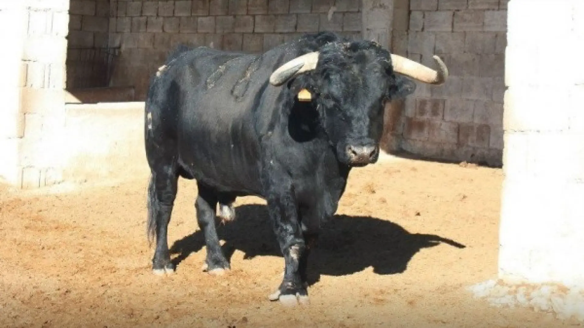 Corneada una menor de 14 años durante un encierro en las fiestas de un ...