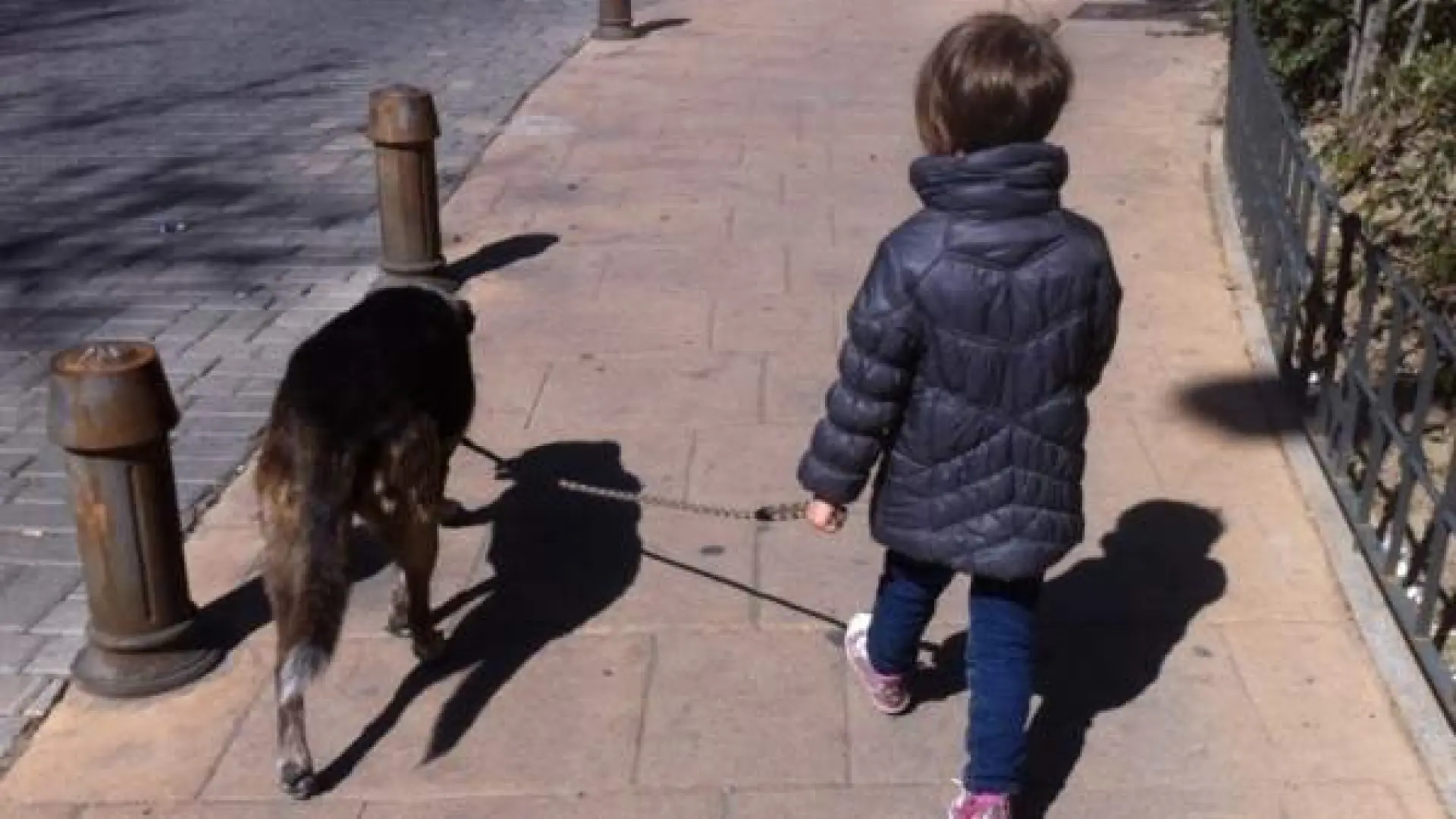 
         Cómo lograr que los niños se impliquen de verdad en el cuidado del perro, según veterinarios y psicólogos 
    