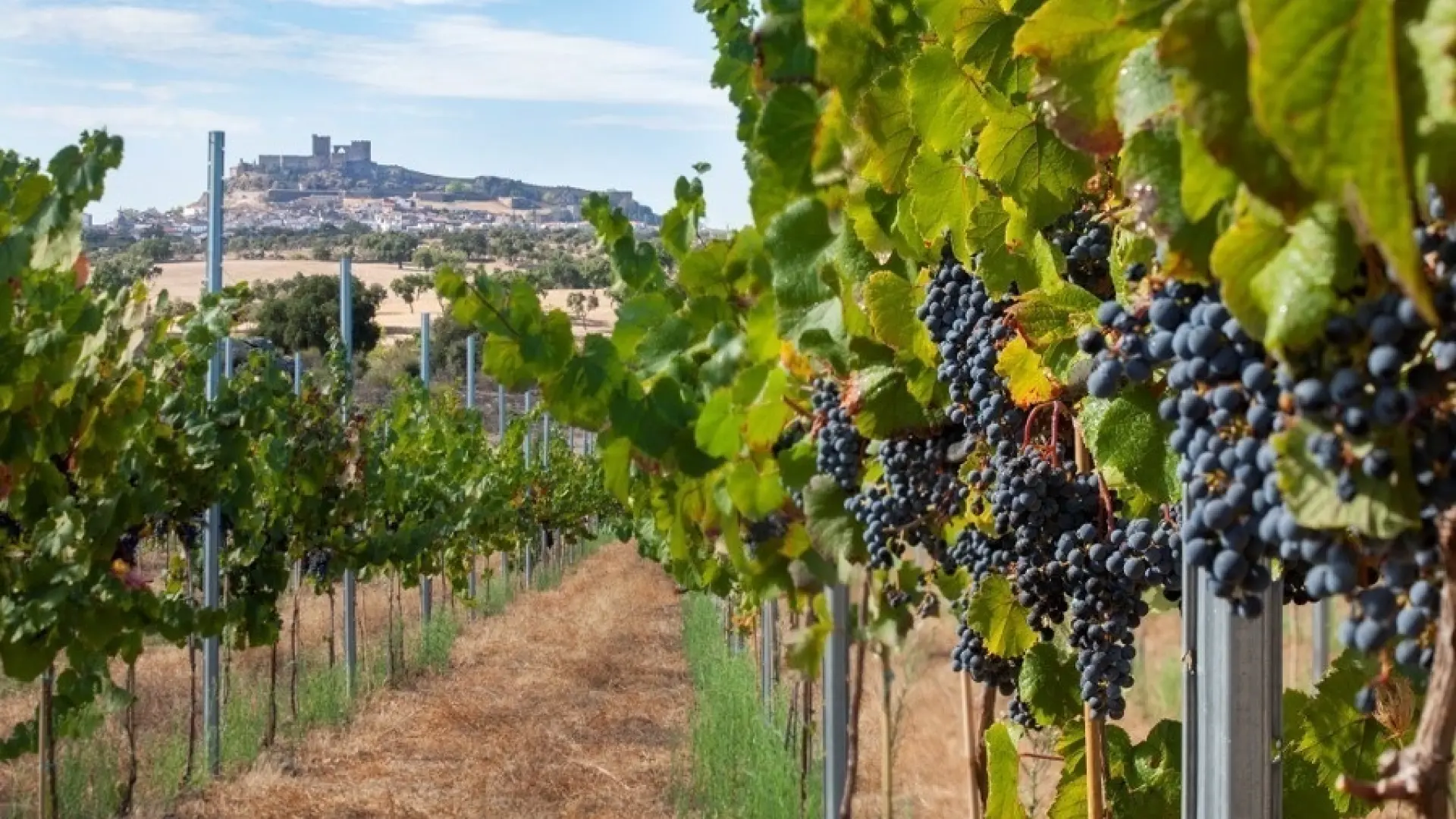 La DOC Rioja incorporará dos nuevas categorías para identificar mejor ...