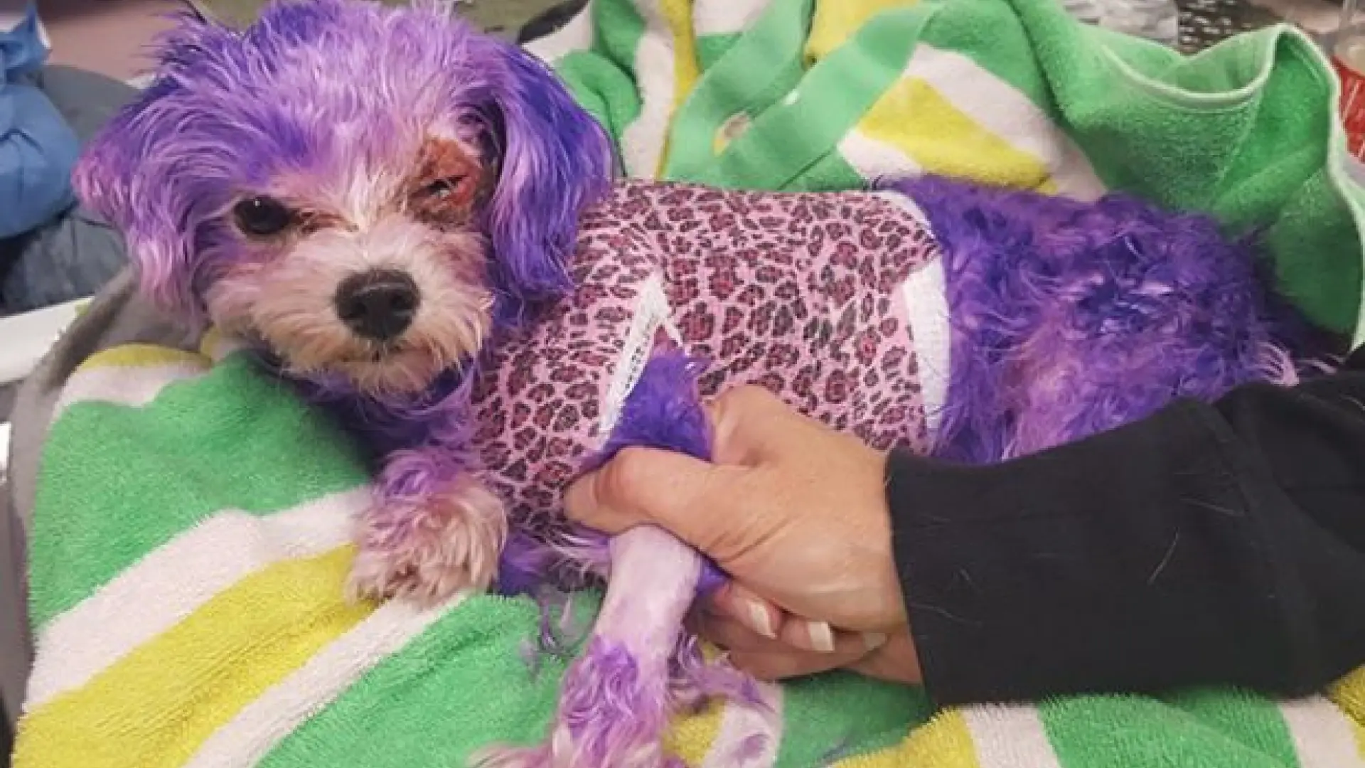 es contra la ley teñir a tu perro