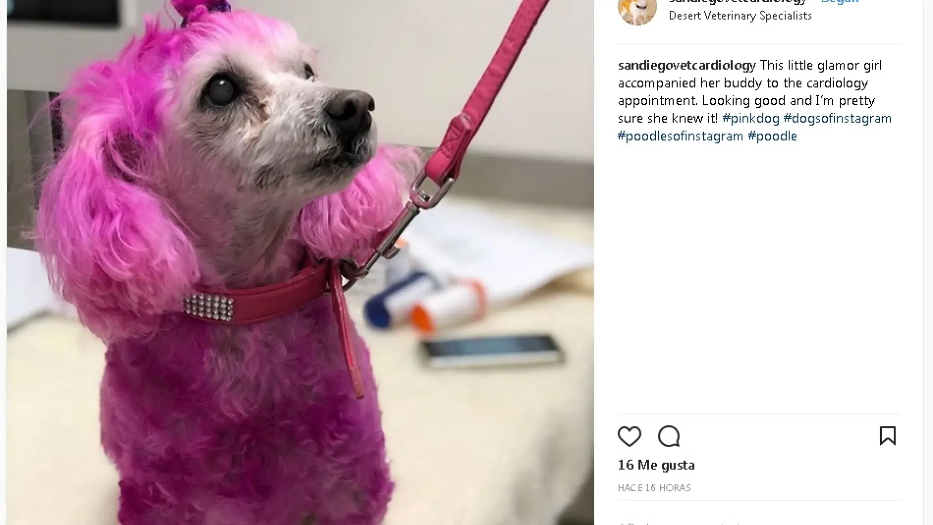 es contra la ley teñir a tu perro