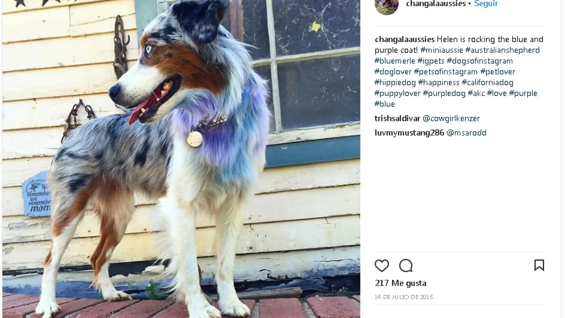 es contra la ley teñir a tu perro