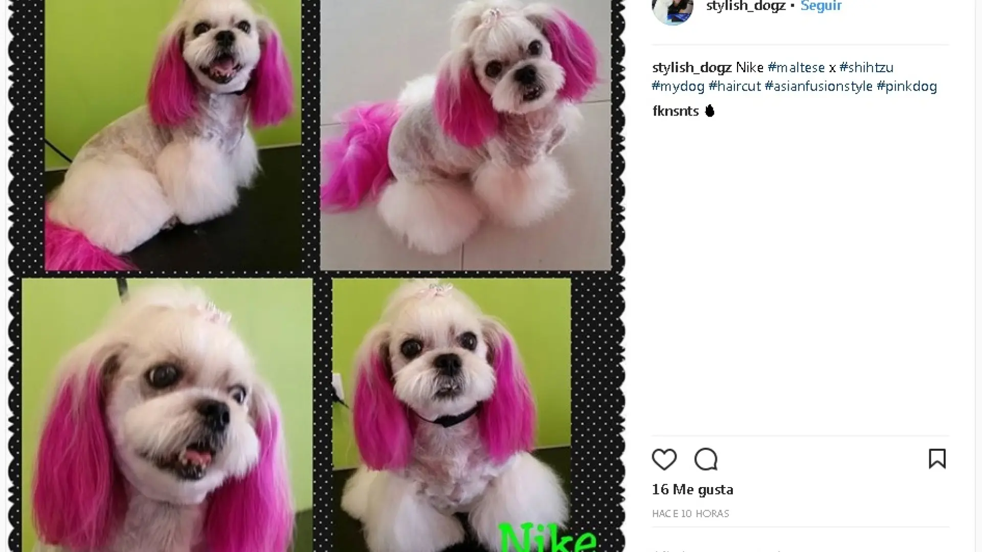 es contra la ley teñir a tu perro
